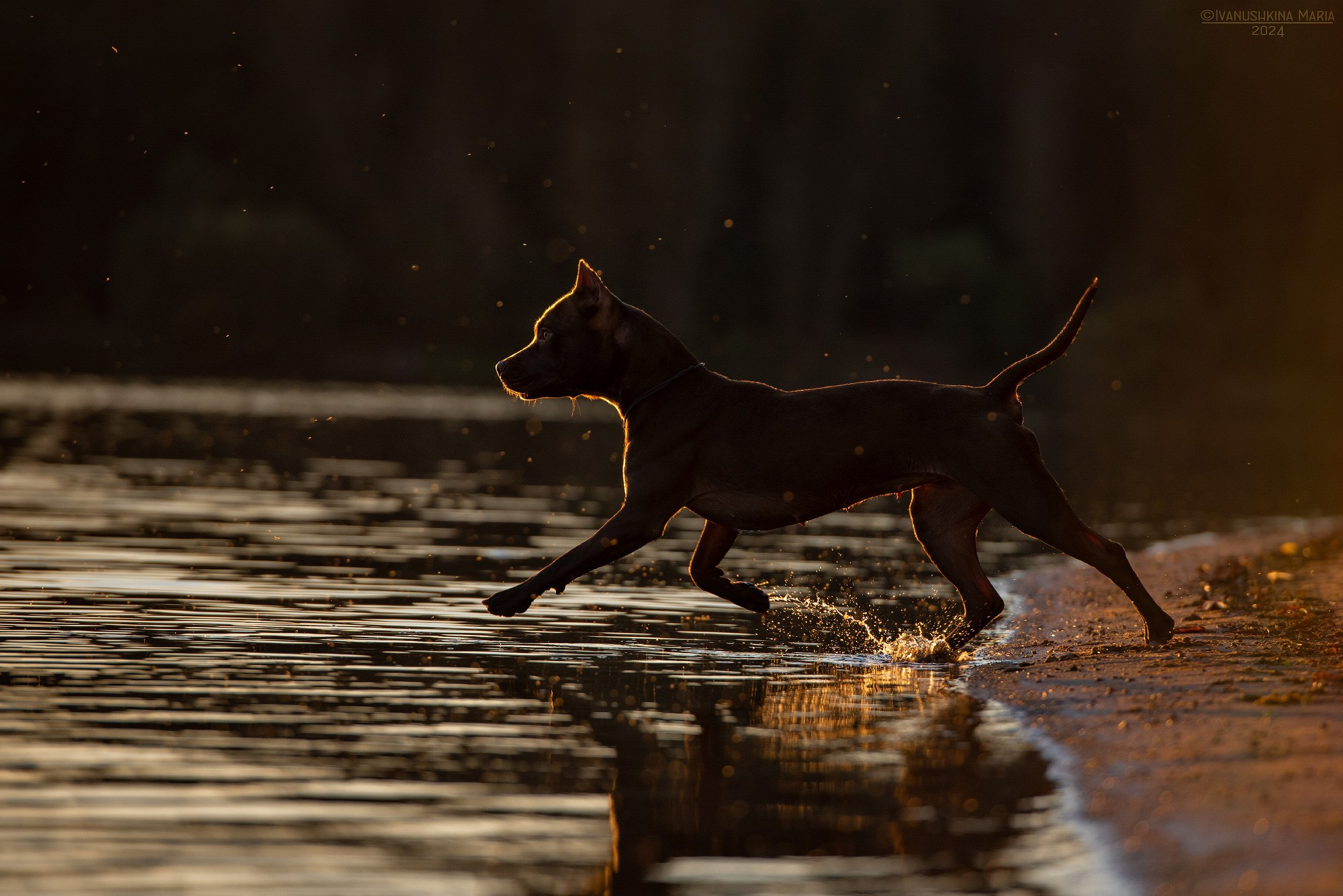 Фотограф-анималист. Фотограф собак в Москве и Московской области Иванушкина Мария