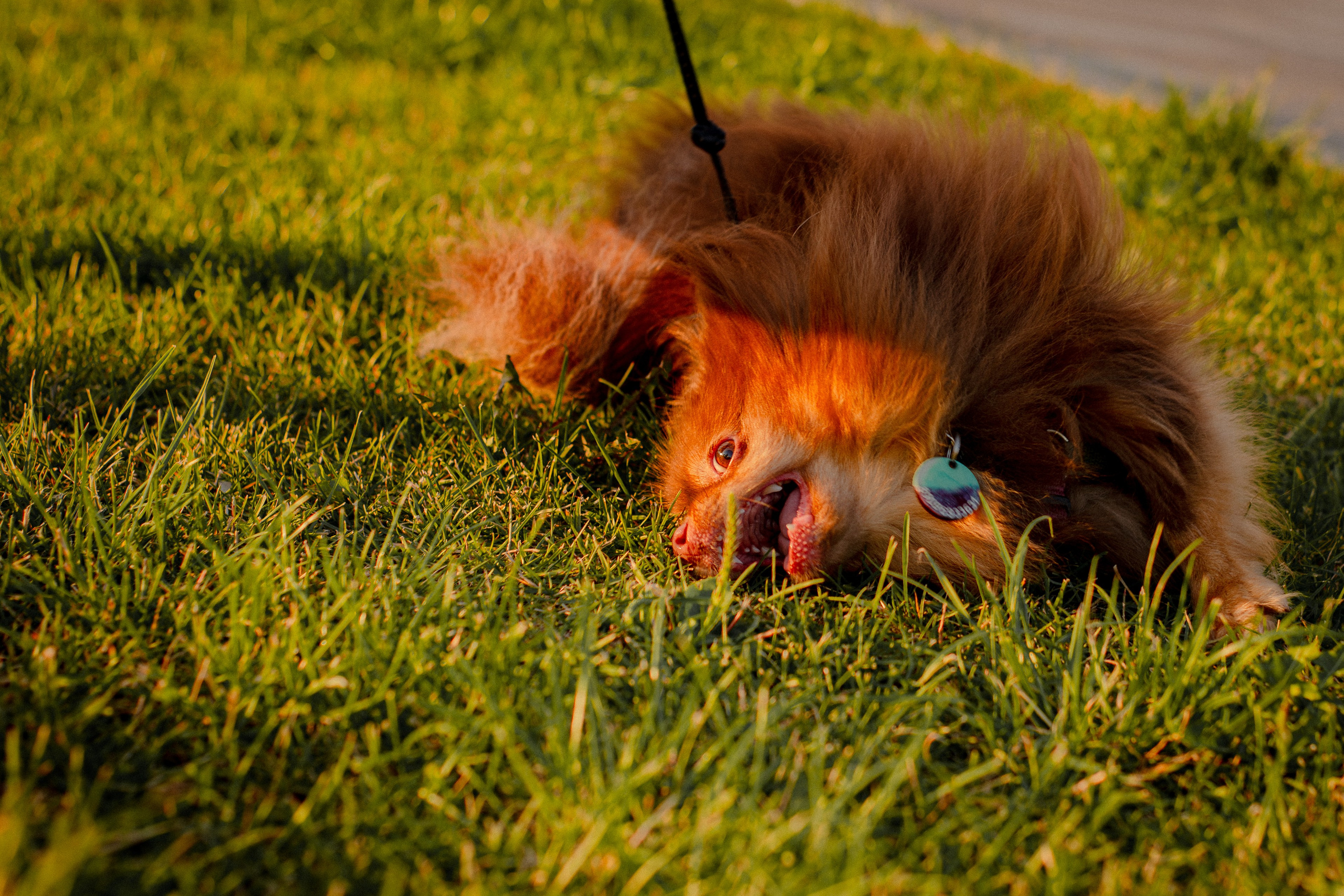 Настя и Жульен. Фотограф-анималист Мария Баркевич | Москва