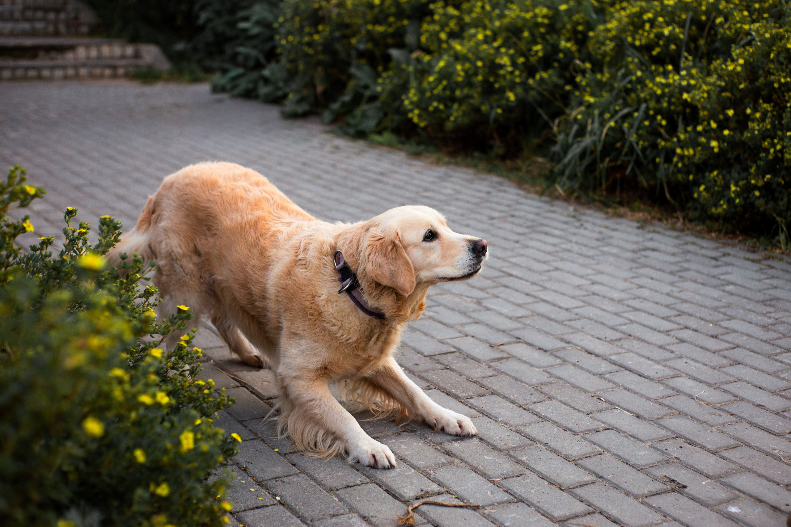 Юля и Мэй. Фотограф-анималист Мария Баркевич | Москва
