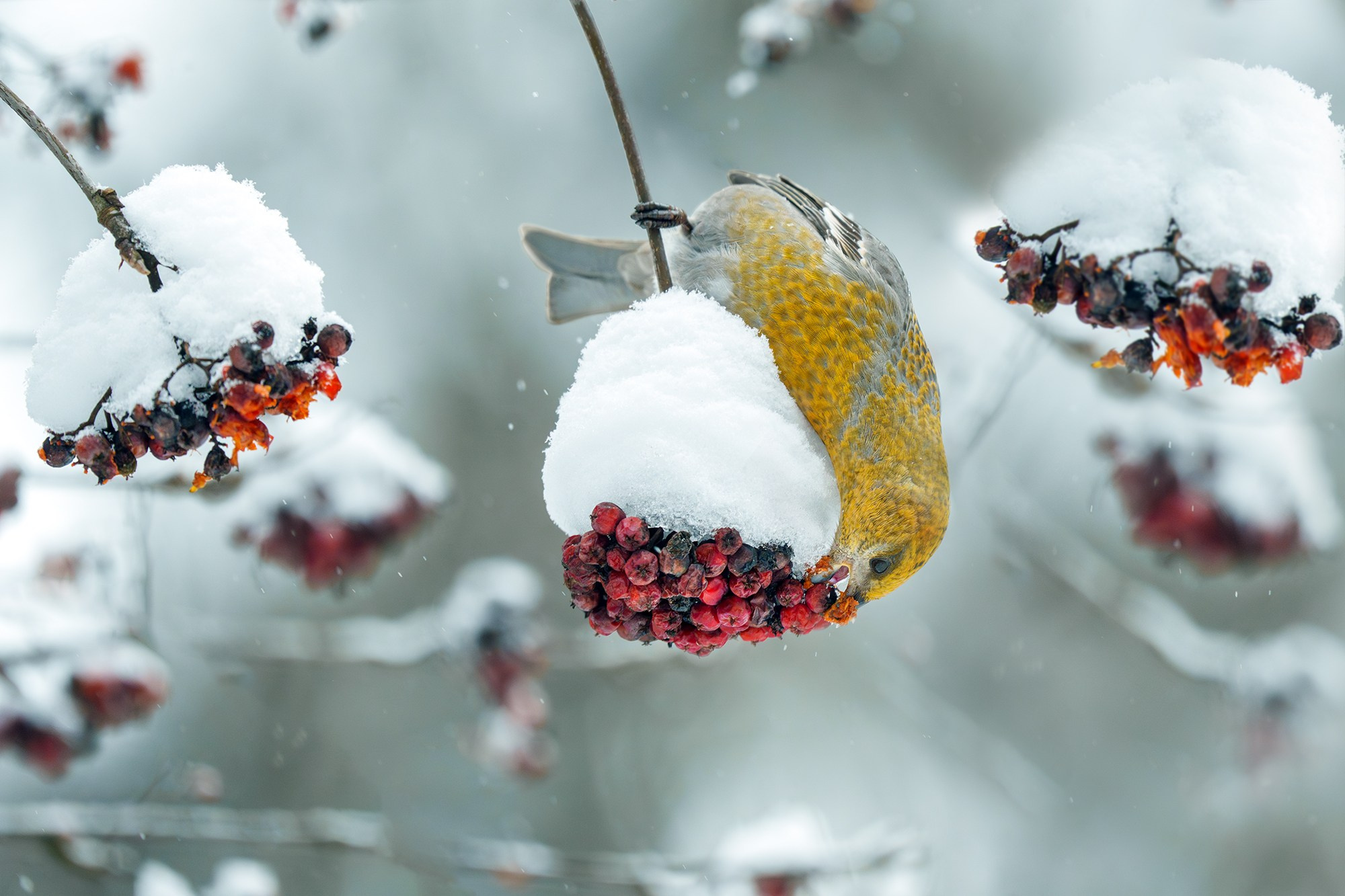 Удивительные мир птиц. Вокруг нас столько прекрасного — присмотритесь!. Ваш личный фотограф Марина Волкова