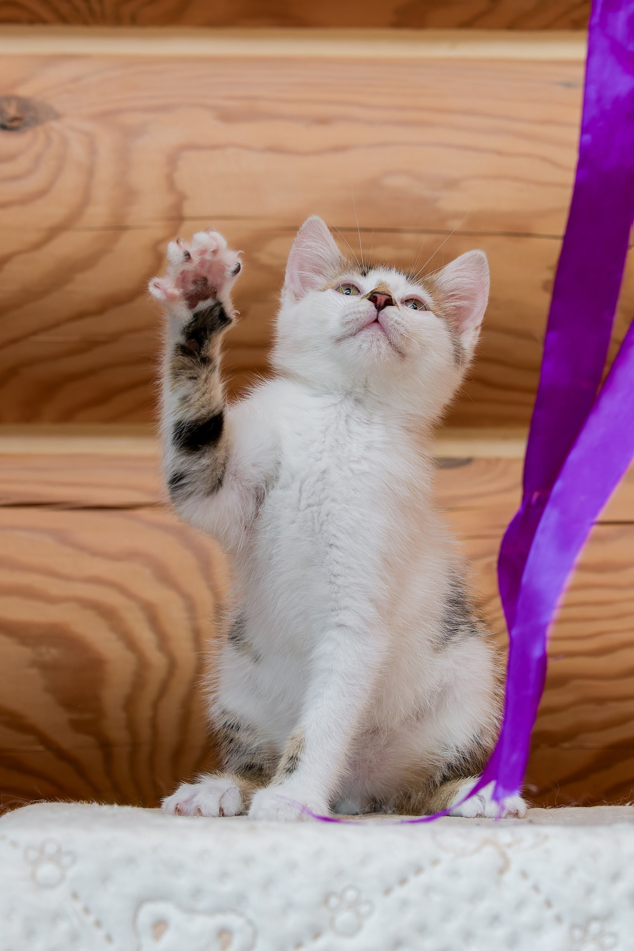 Котята. Irenephoto.ru