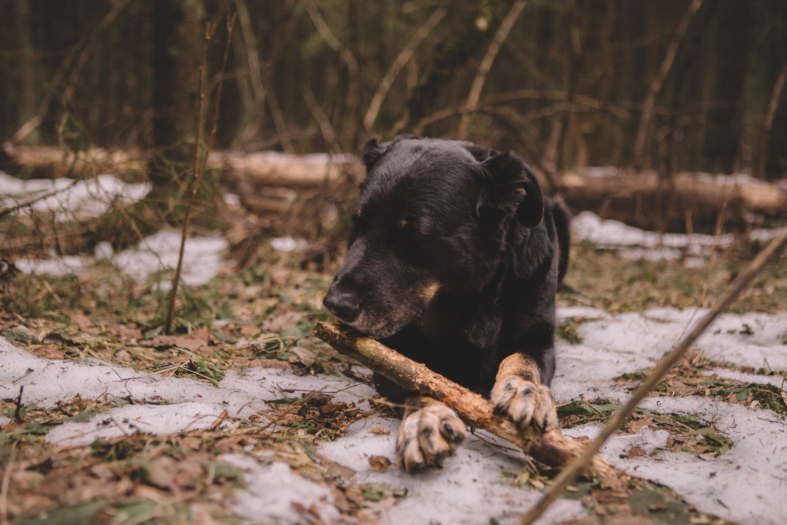 Alyona & Felix. Portrait, family and pet photographer in Cyprus, Ksenia Bourdelle