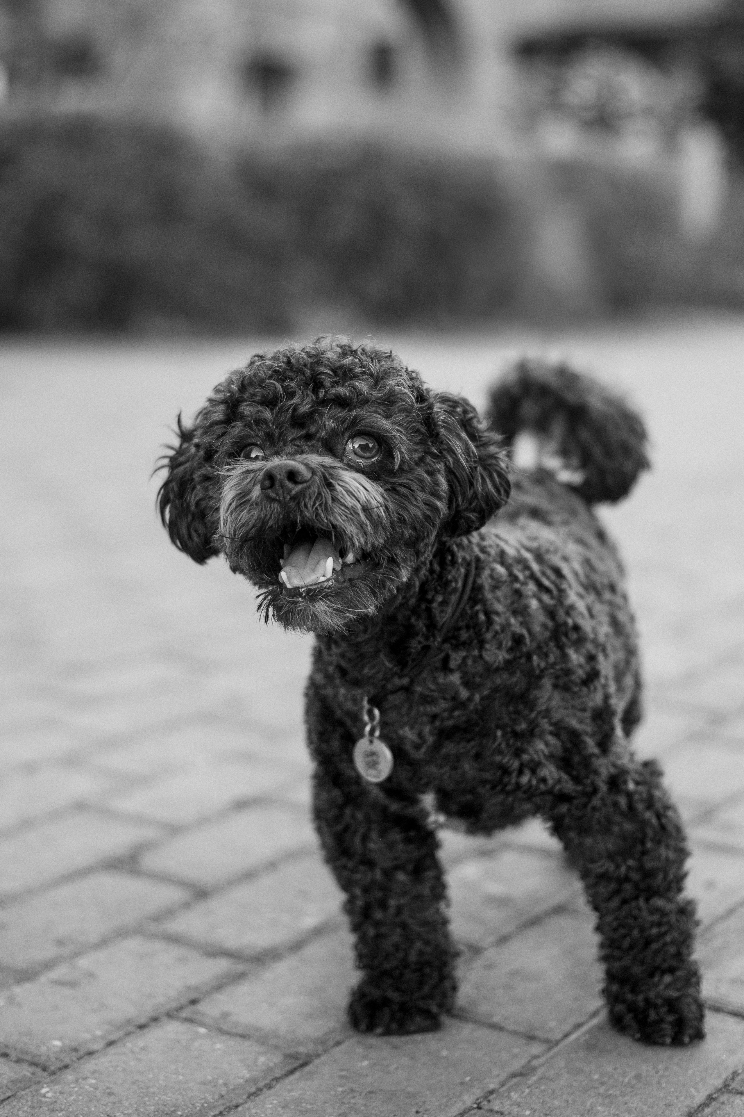 Анна и Бруно. Фотограф-анималист Мария Баркевич | Москва