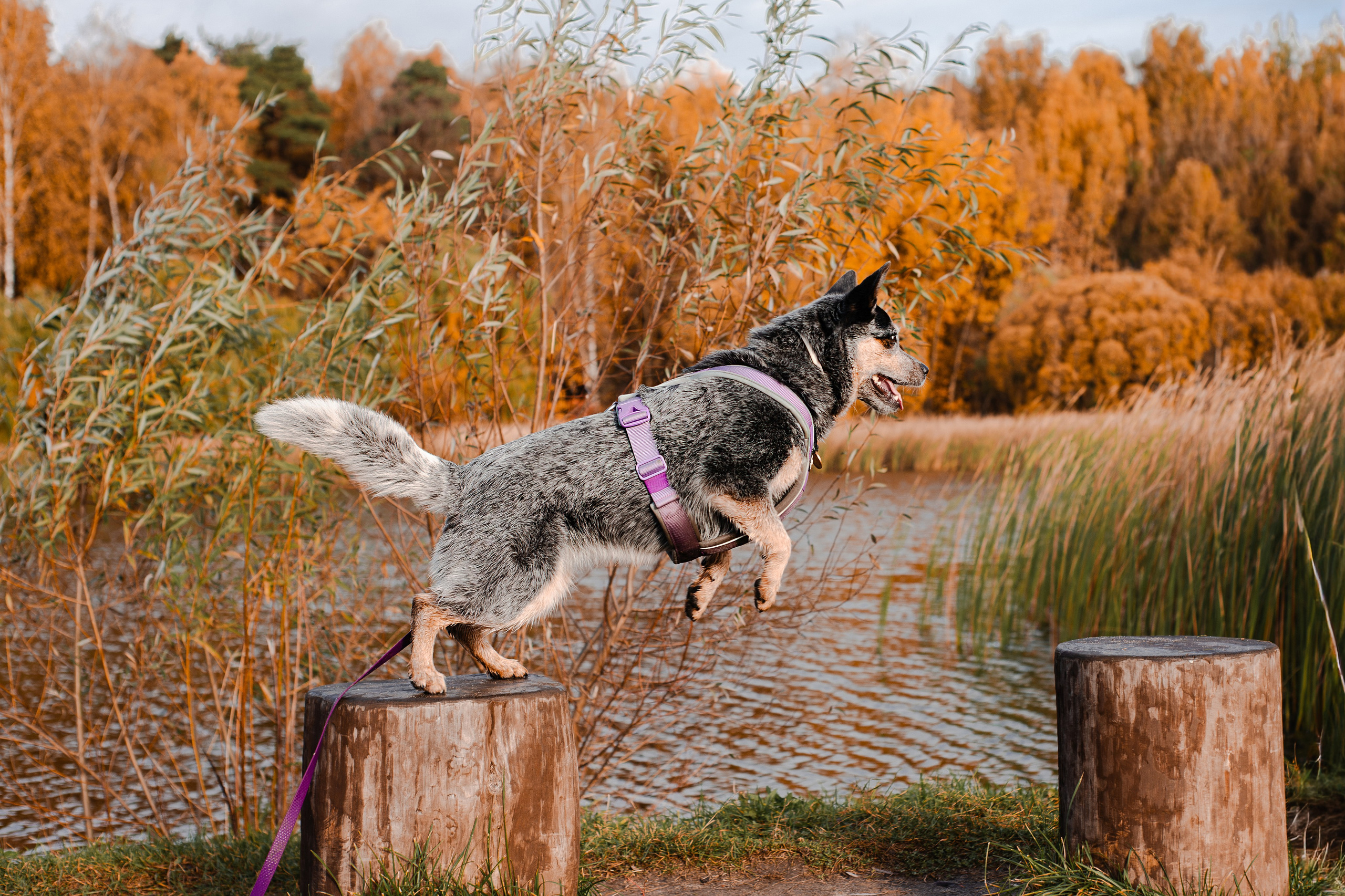 Юля, Антон и Лу. Фотограф-анималист Мария Баркевич | Москва