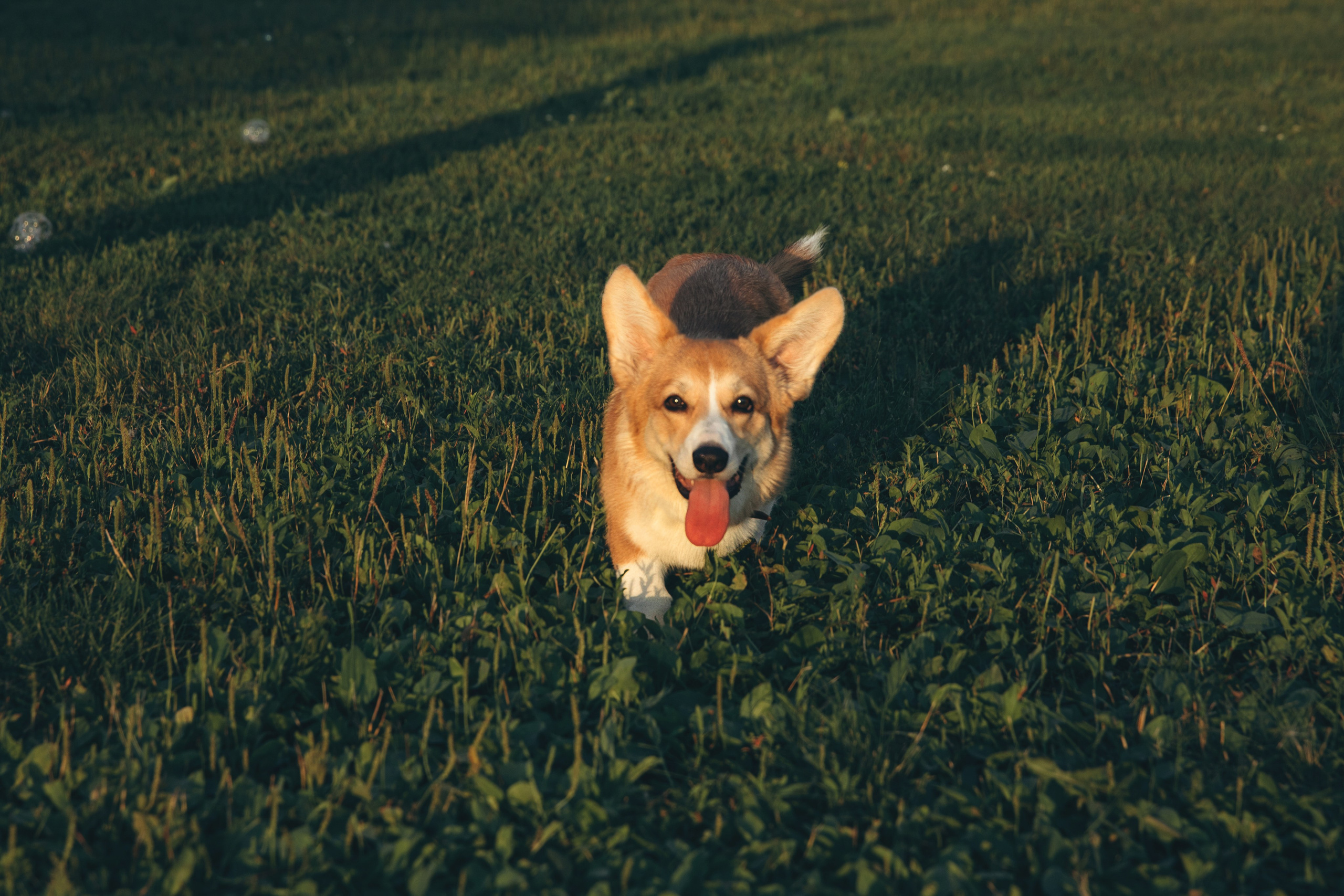 4 лапы, 2 пары ног и одно сердечко на троих ❤. Фотограф Анастасия Романова Рязань