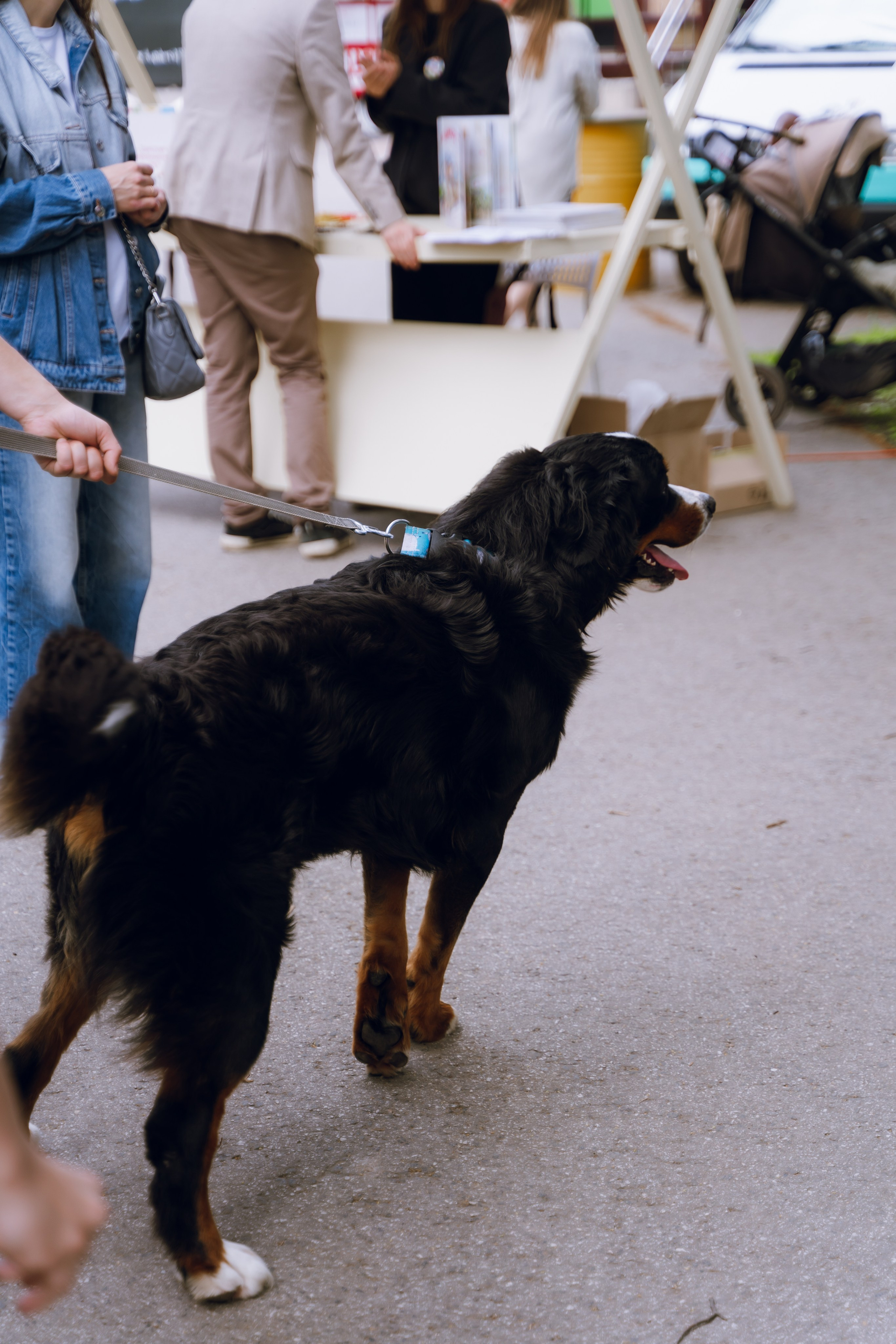 Площадка фестиваля «Мампус и его друзья» в Лесопарке 2025. Фотограф Надежда Погребняк | Рязань | Москва