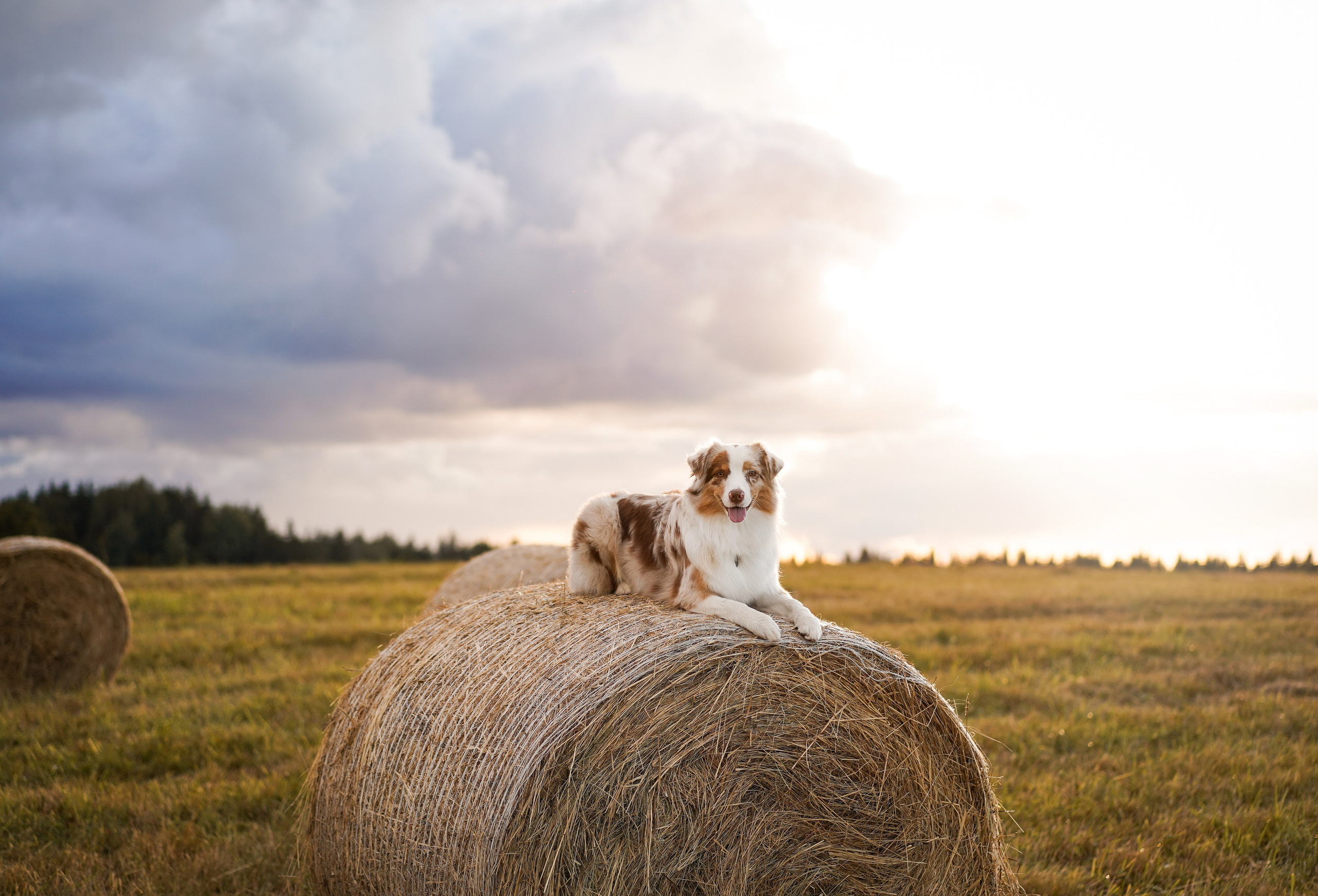 Панда и стога. Фотограф-анималист в Санкт-Петербурге Яна Мартынова