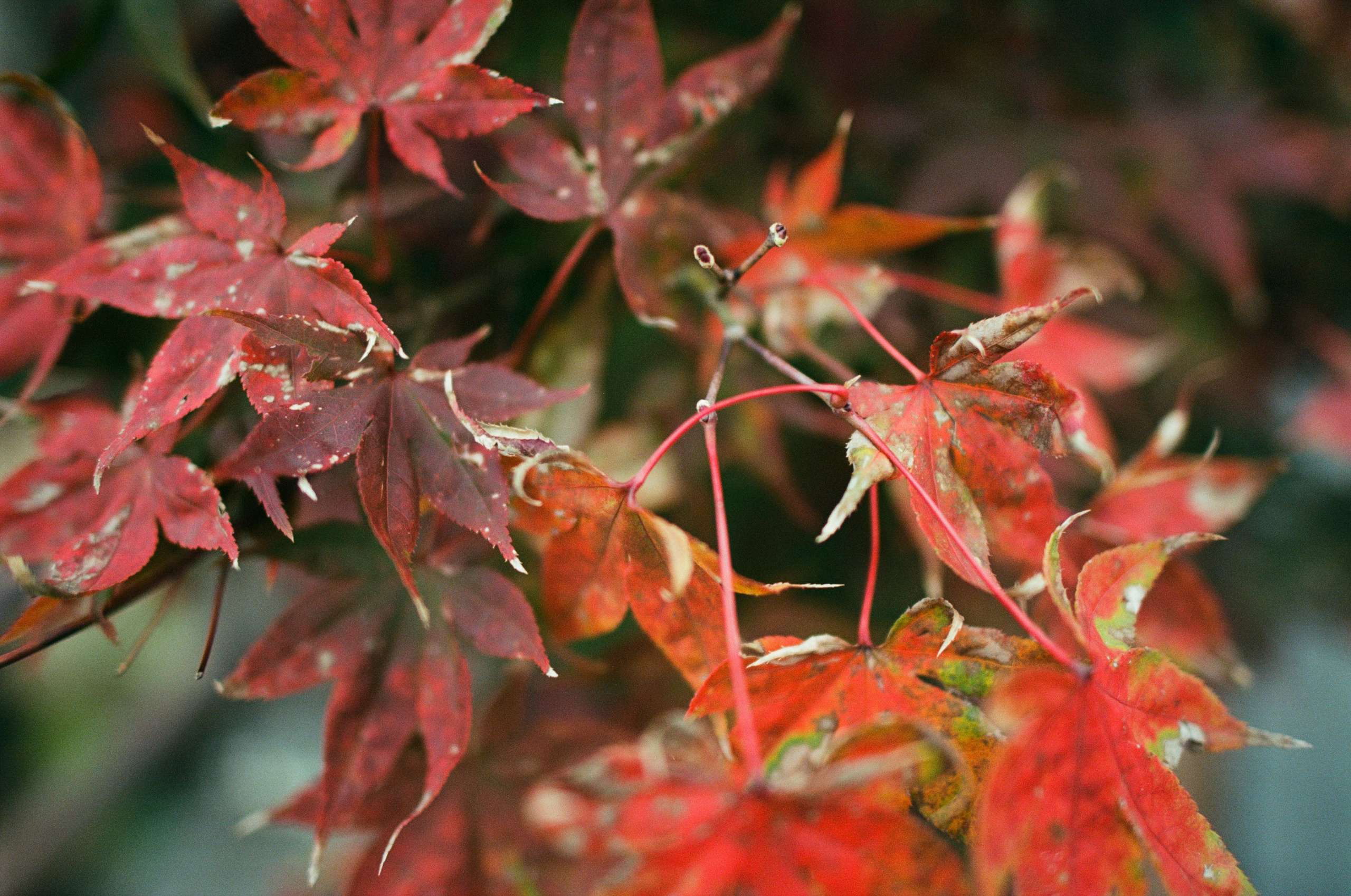 Out of noise // japan, takayama. EVER EXPOSED