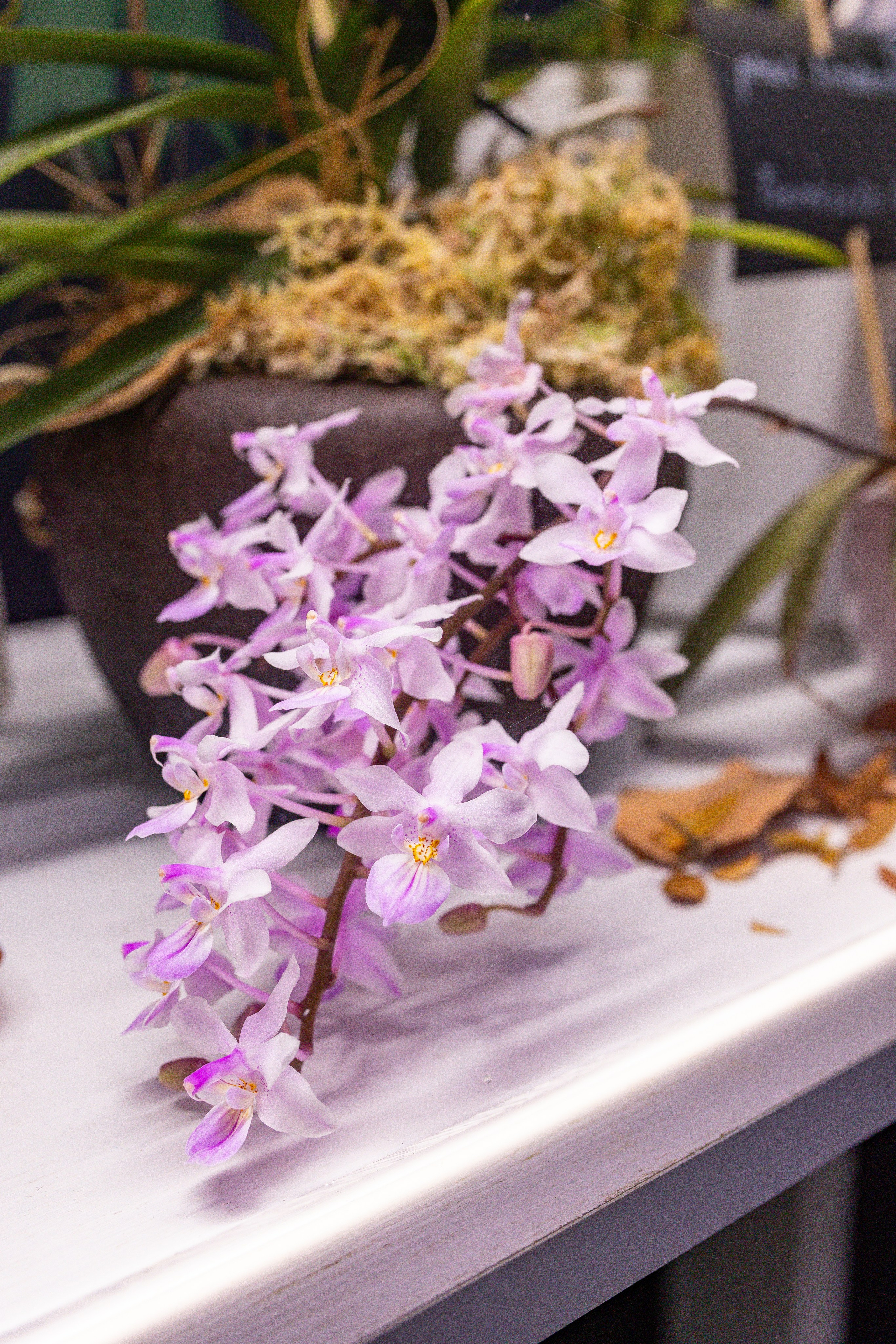 Орхидиум сентябрь 2025. Александра Куликова фотограф, Москва