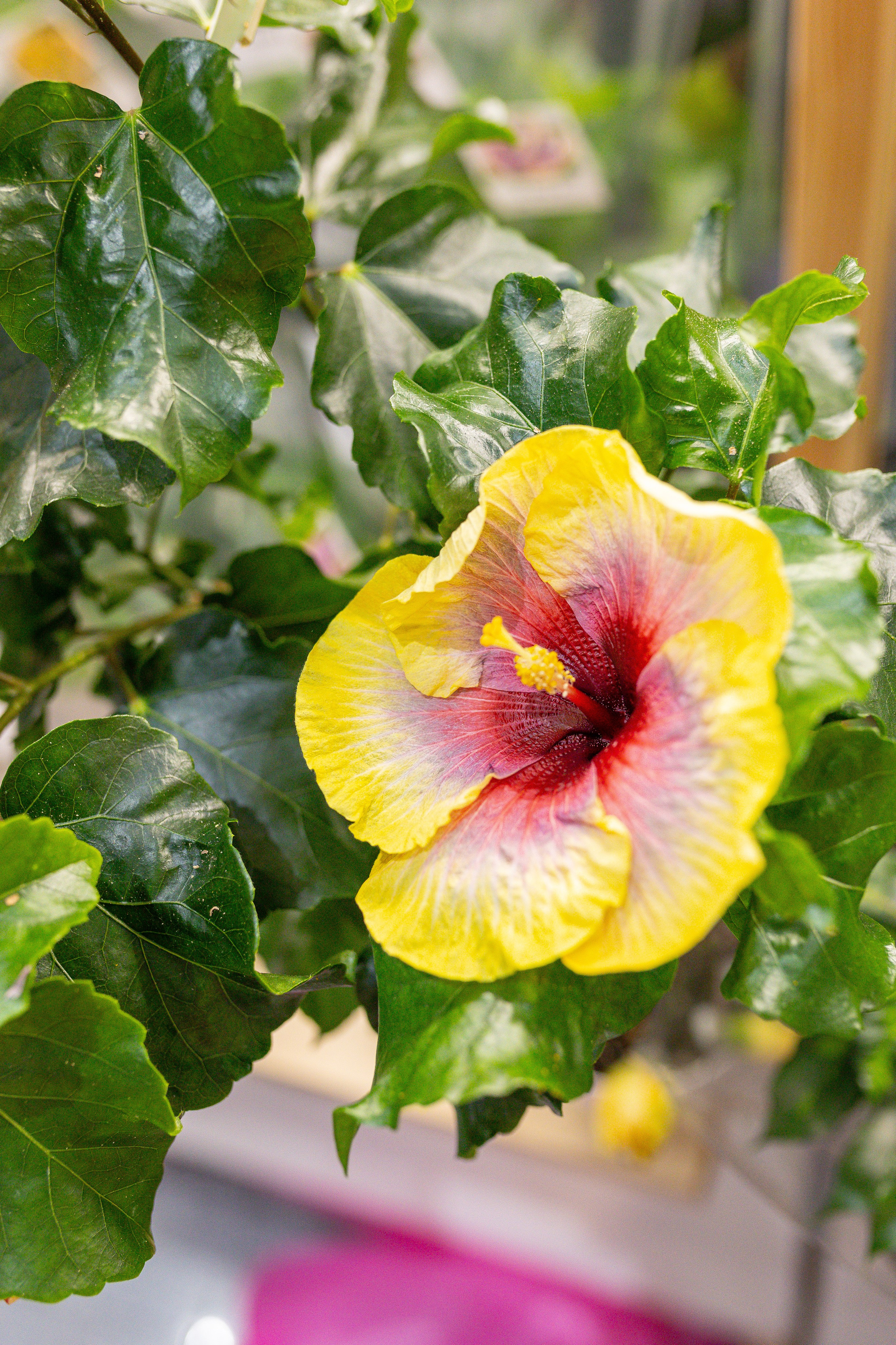 Орхидиум 12.2025. Александра Куликова фотограф, Москва