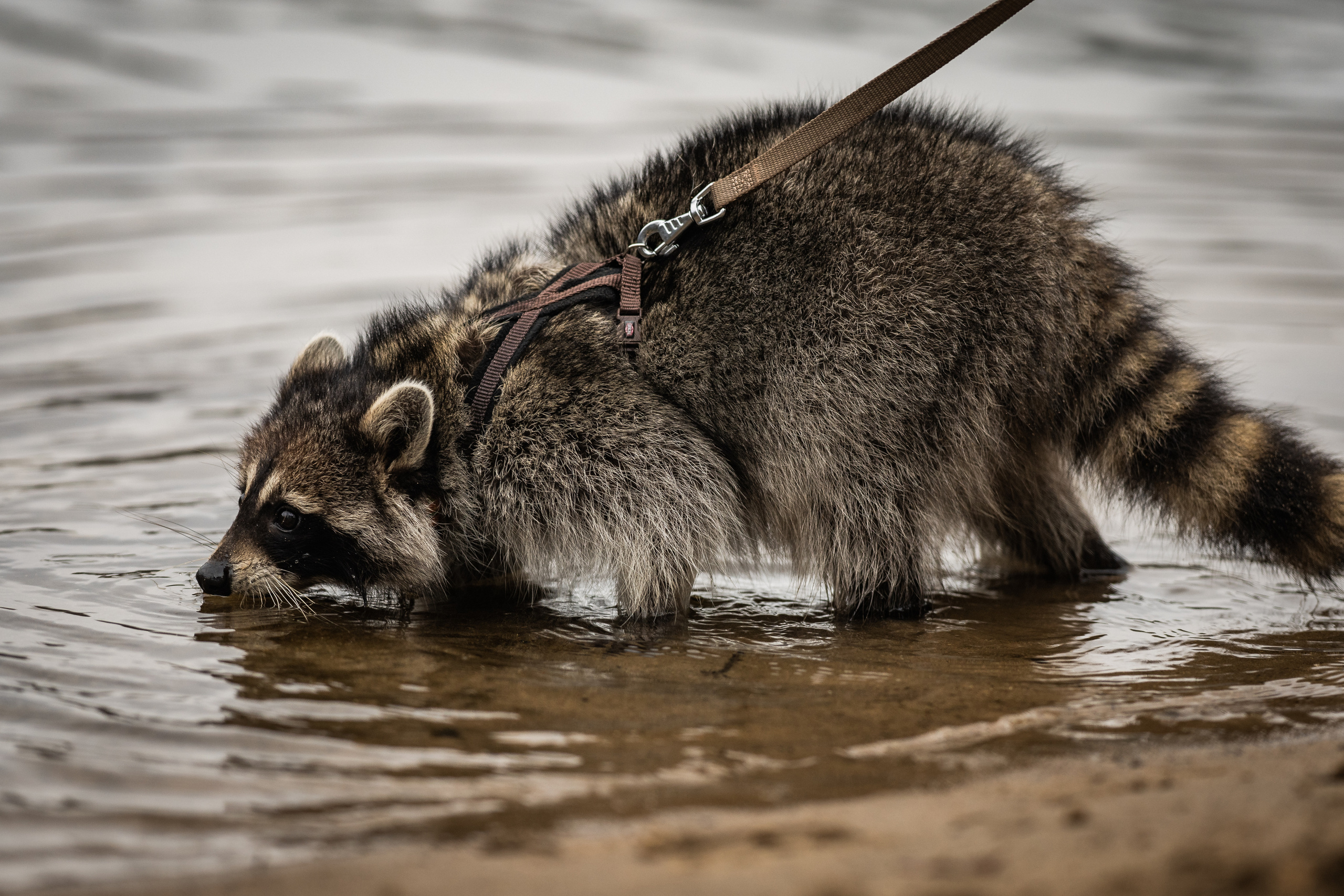 Серебряный Бор. Семейный фотограф Ефремова Виктория