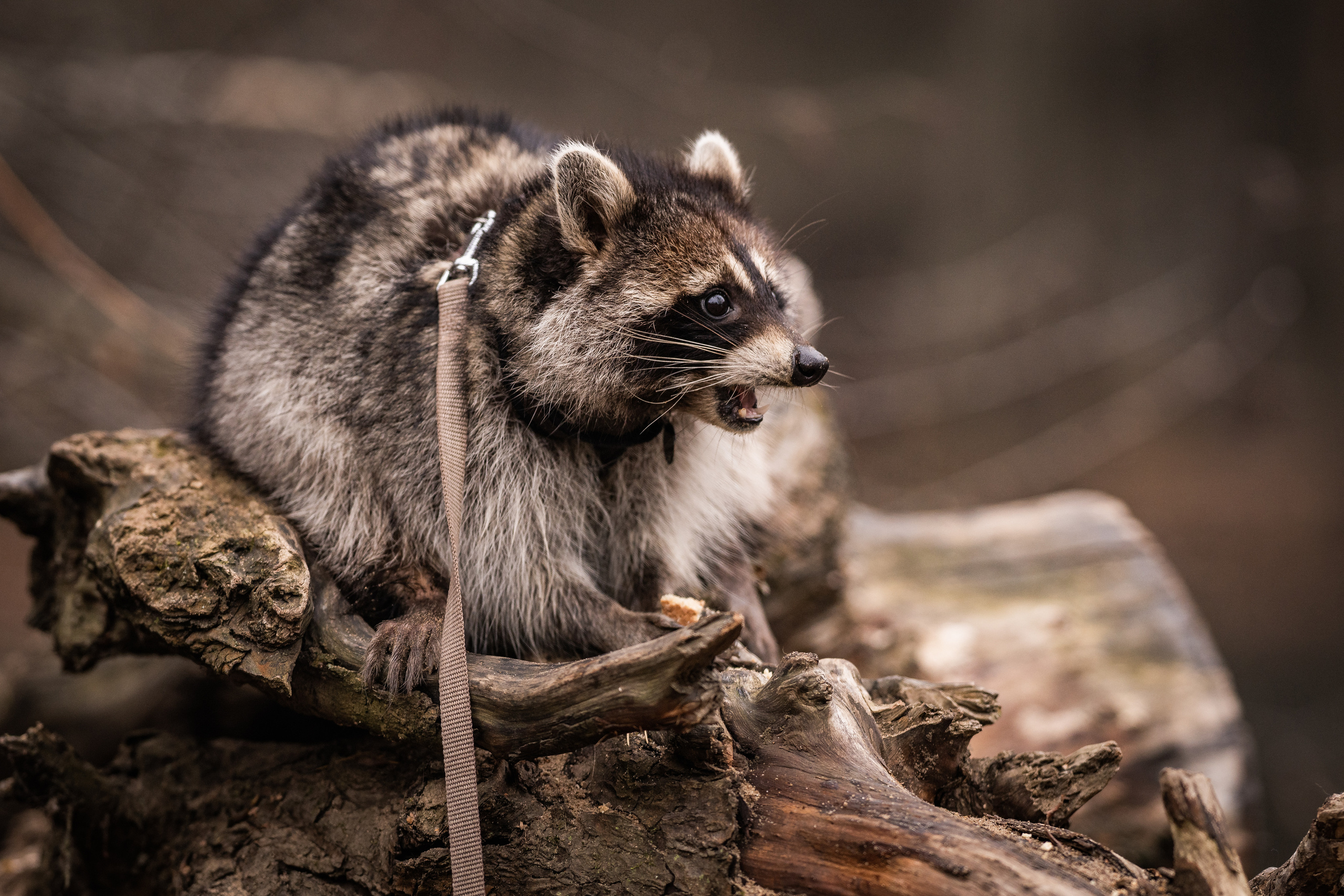 Серебряный Бор. Семейный фотограф Ефремова Виктория