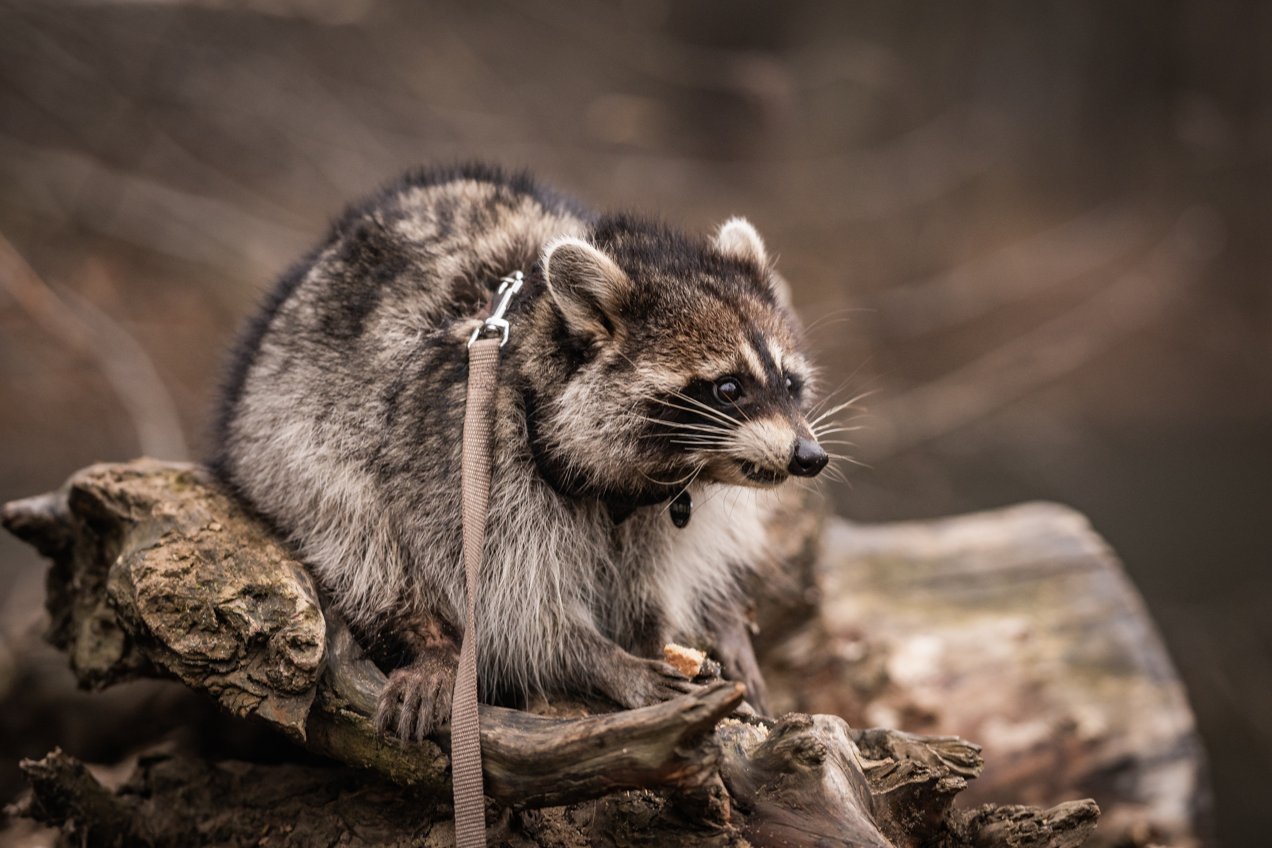 Серебряный Бор. Семейный фотограф Ефремова Виктория