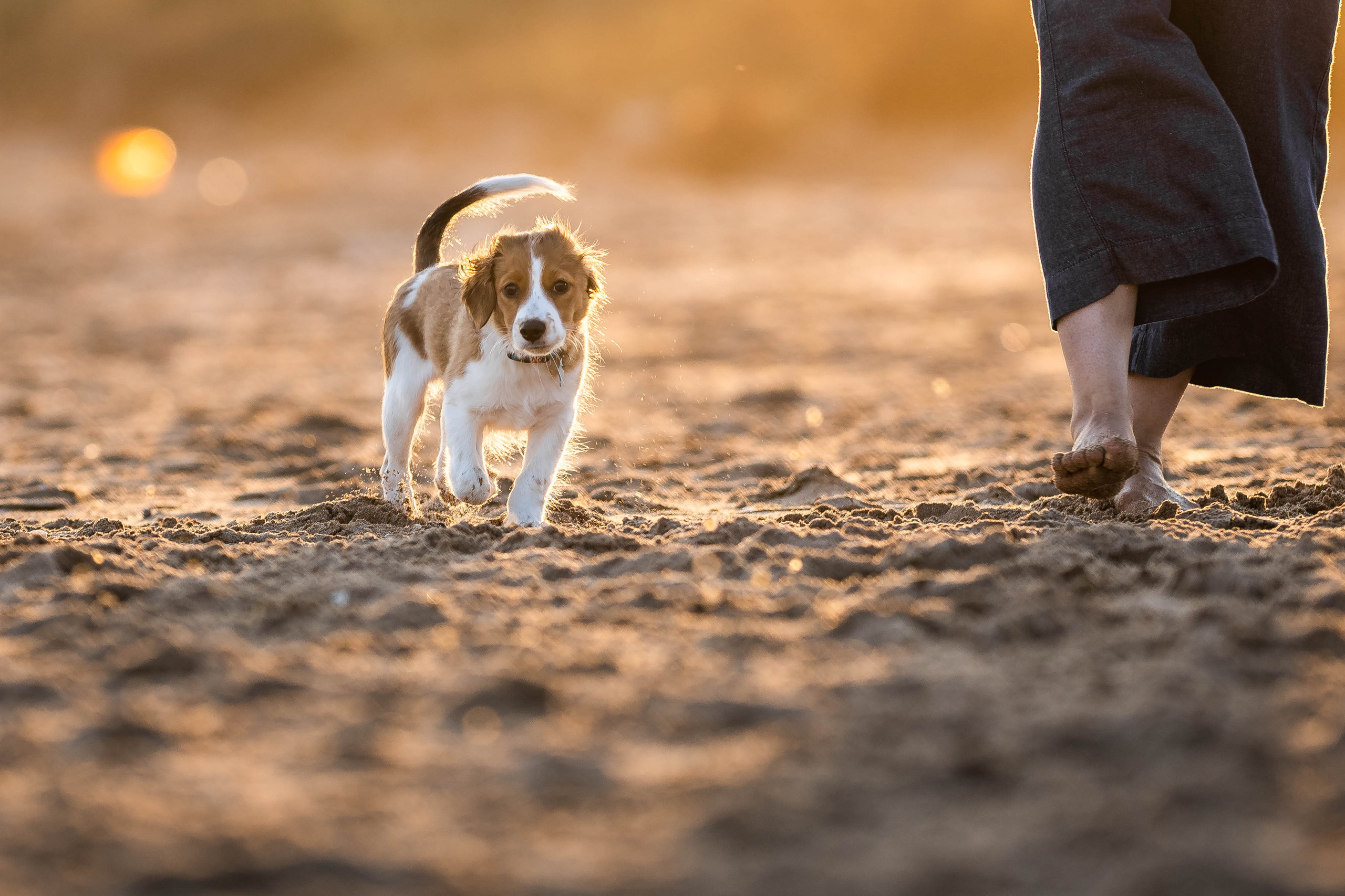 Человек и собака. Семейный фотограф Ефремова Виктория