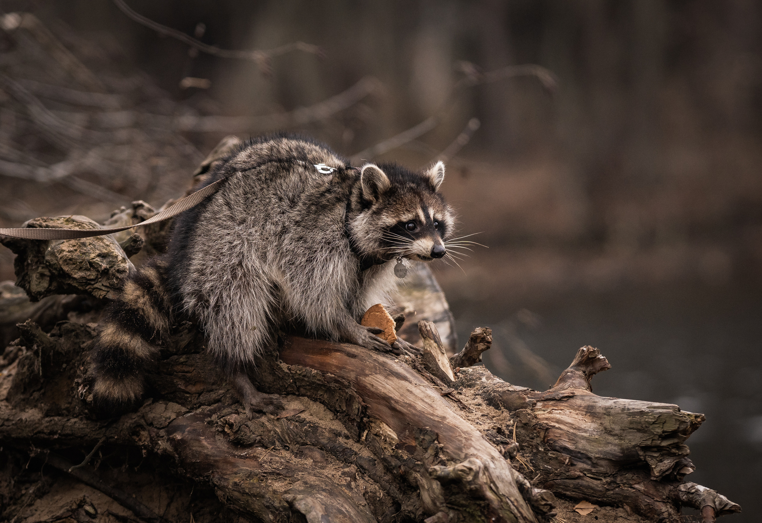 Серебряный Бор. Семейный фотограф Ефремова Виктория