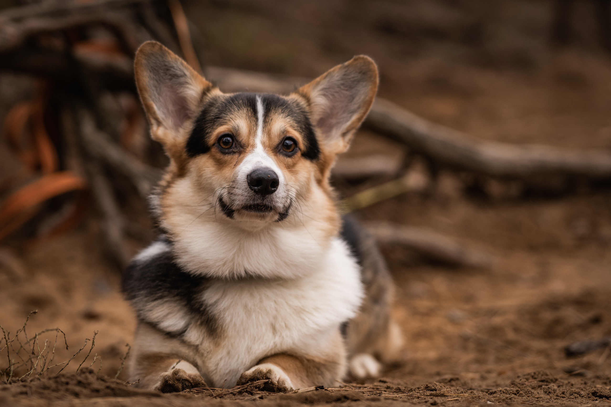 Серебряный Бор. Семейный фотограф Ефремова Виктория