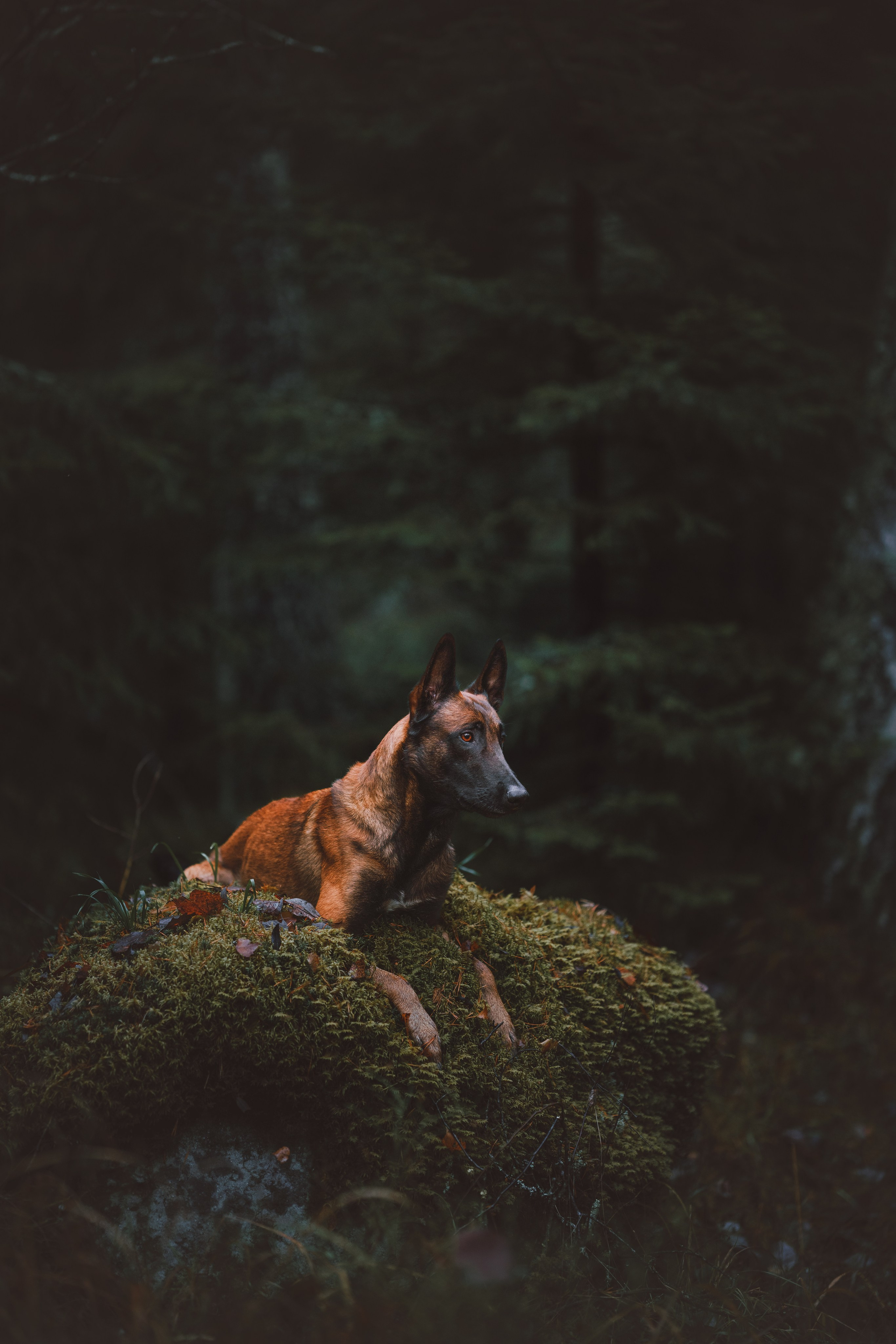 Раш. Фотограф анималист Осипчикова Мария