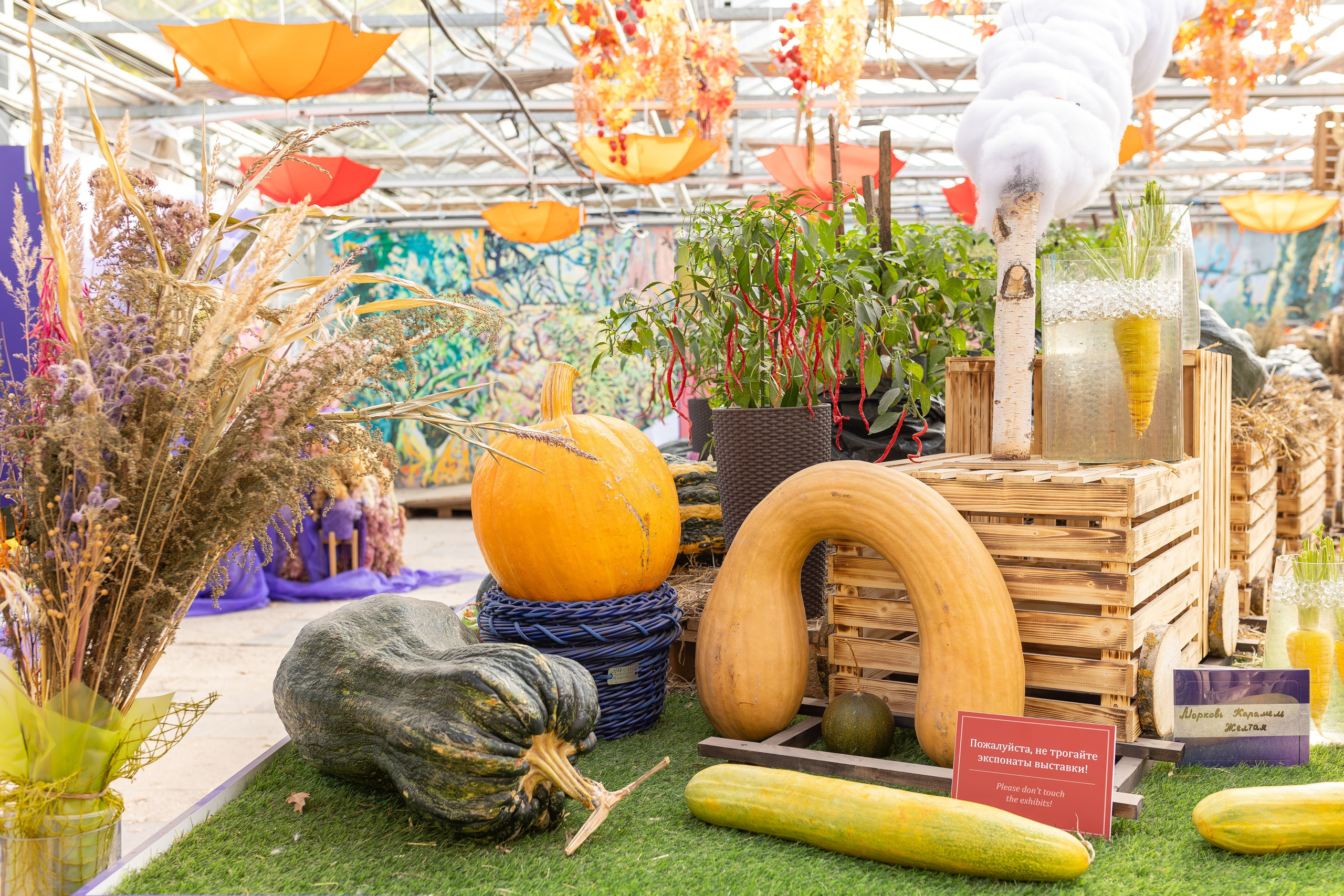 Овощи-гиганты. Александра Куликова фотограф, Москва