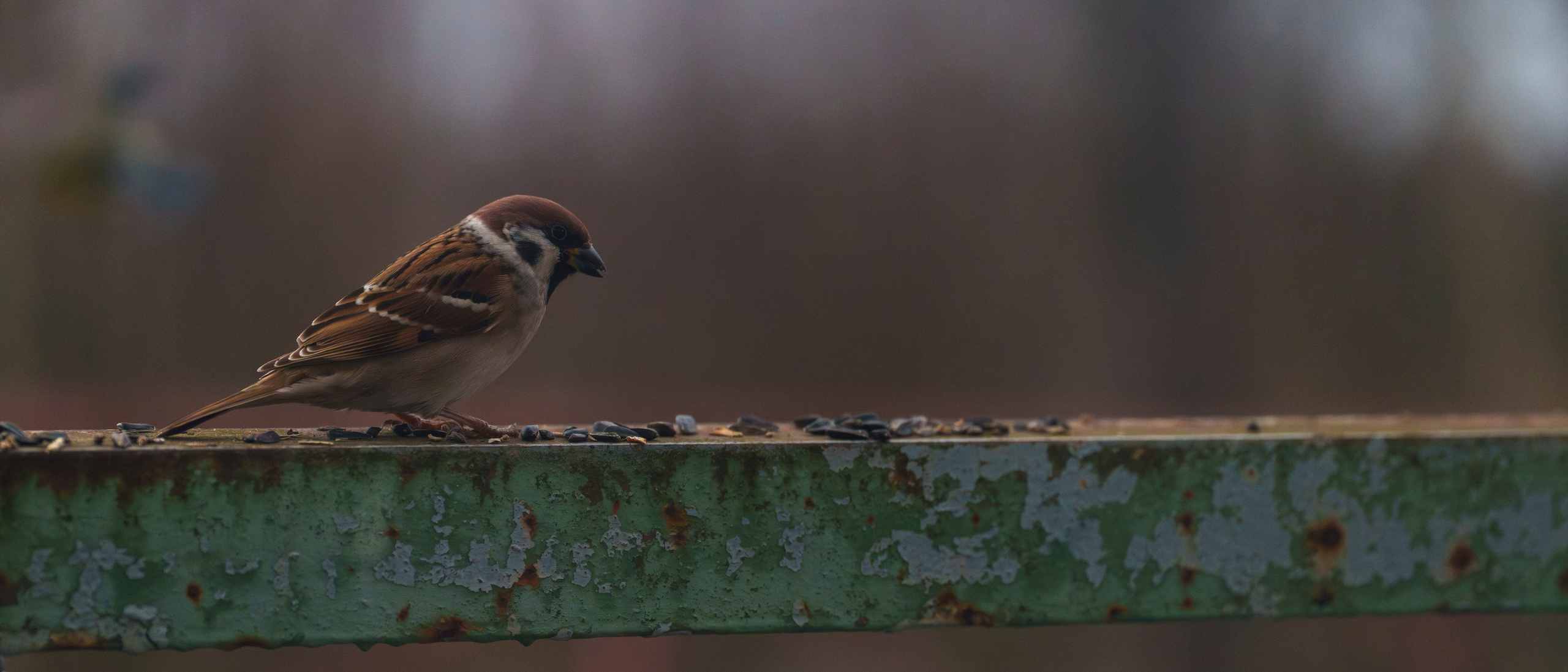 Animals — Животные