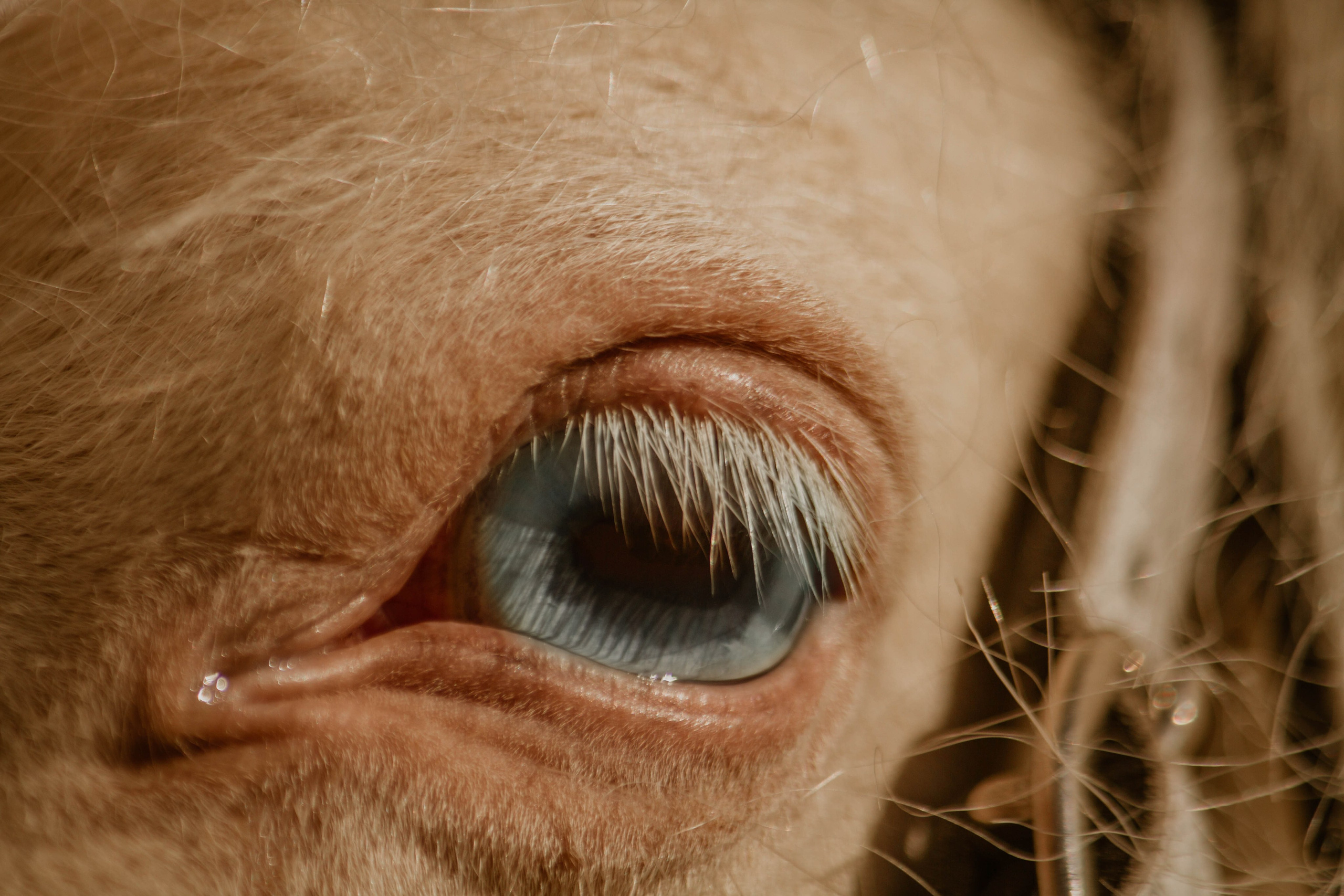 ИППОСФЕРА — Международная конная выставка. Создадим шедевр? Виталина и её фотоискусство