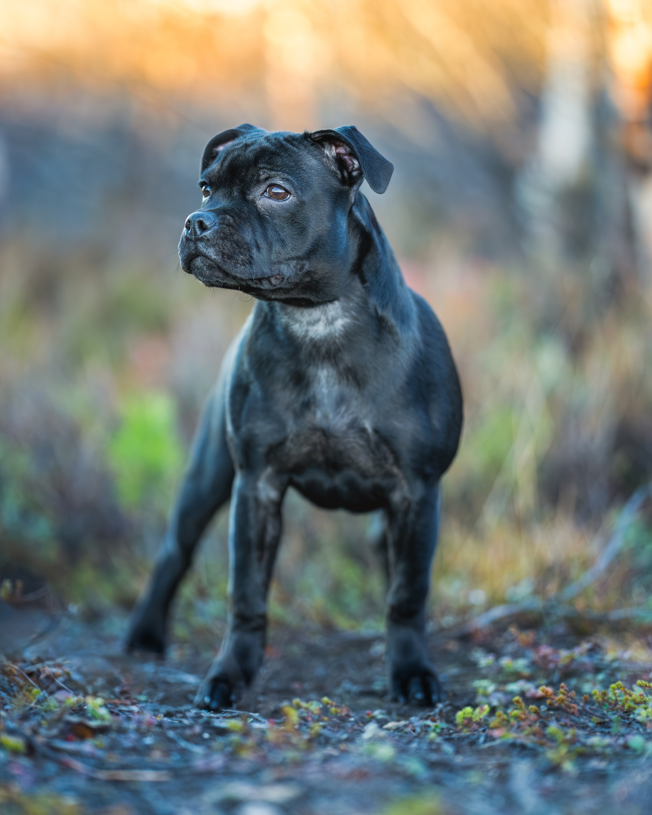 Пуля. Главная