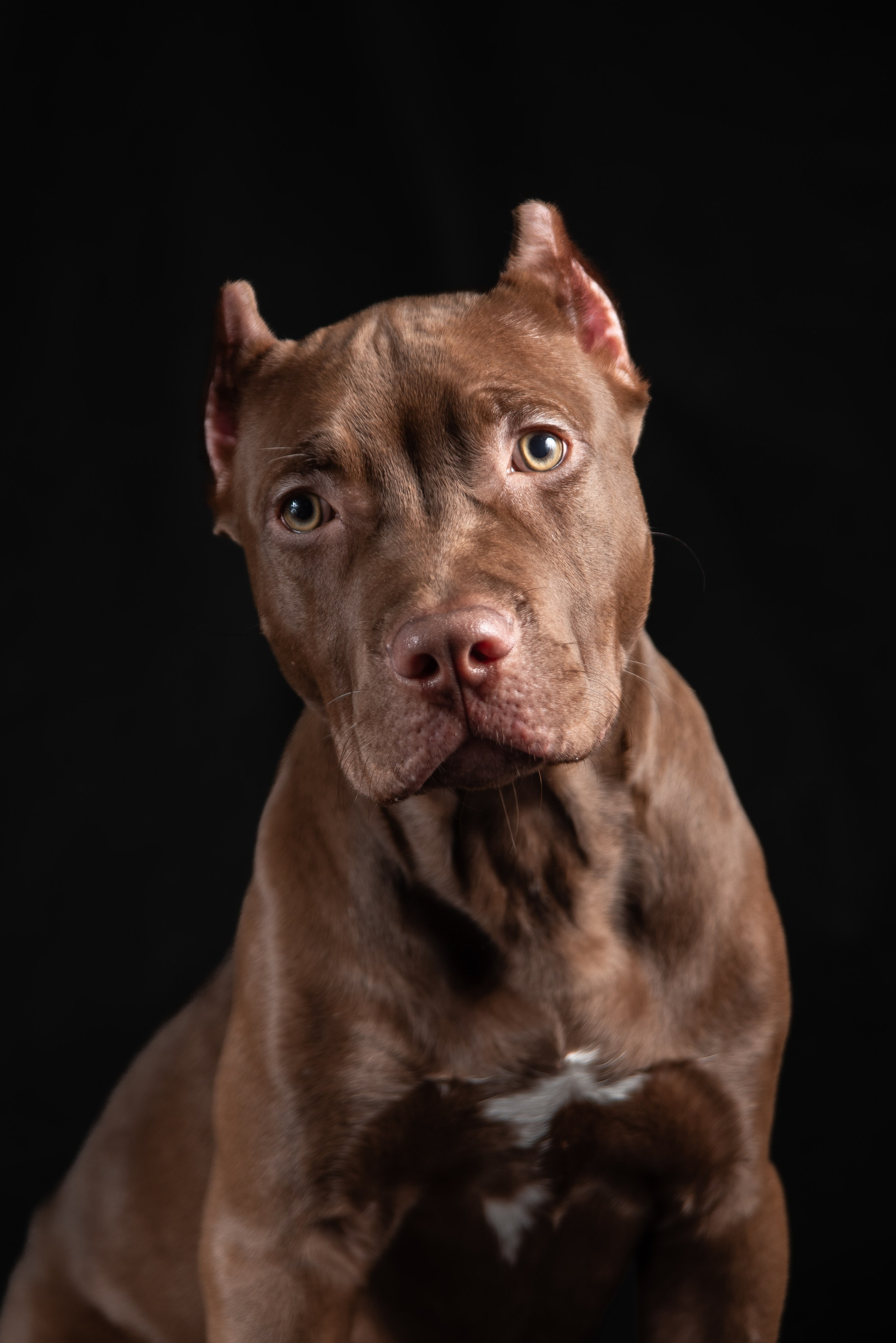 Фотосессия собак на чёрном фоне. Фотограф Макс Огурцов в Нижнем Новгороде