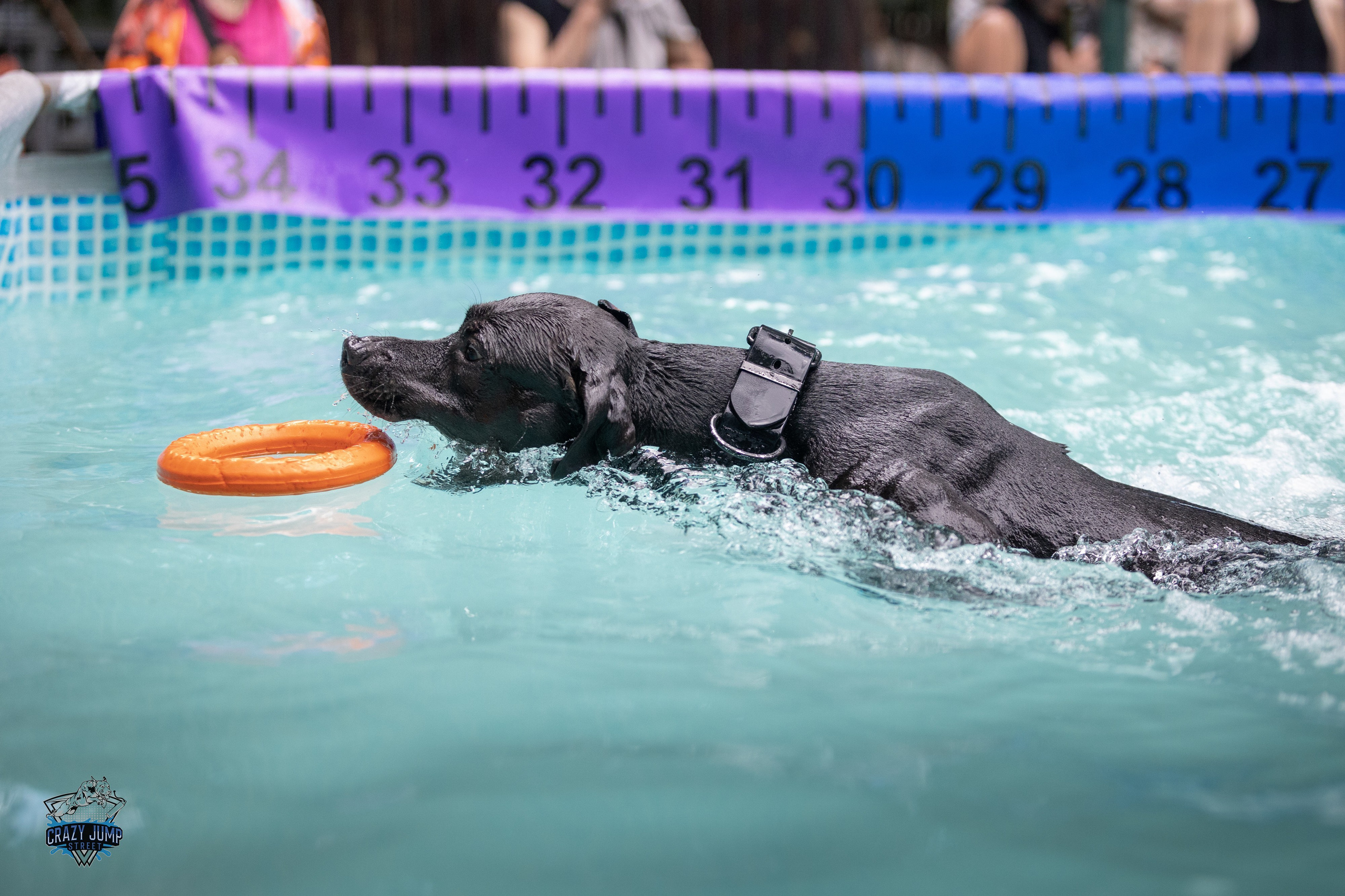Собаки, спорт, Док дайвинг. Свадебный и репортажный фотограф в Москве и Московской области