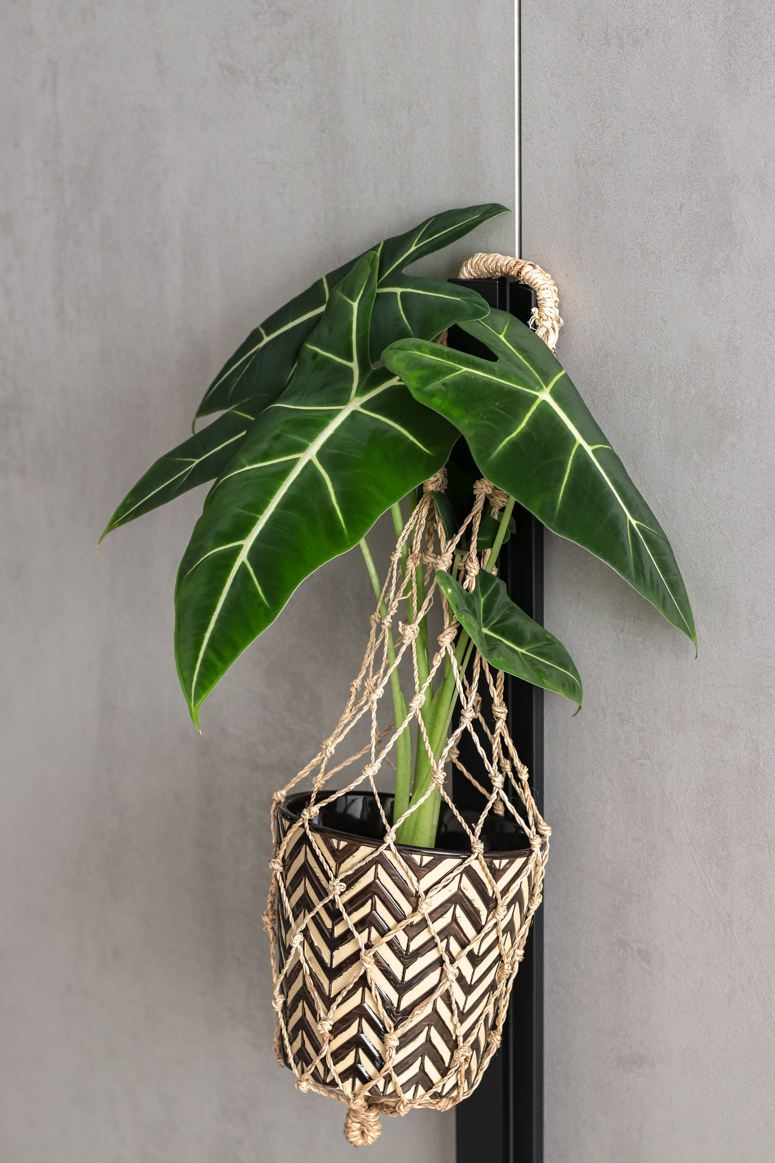 Контент съёмка для фитодизайнера. Фотограф Химки Анна Татарских