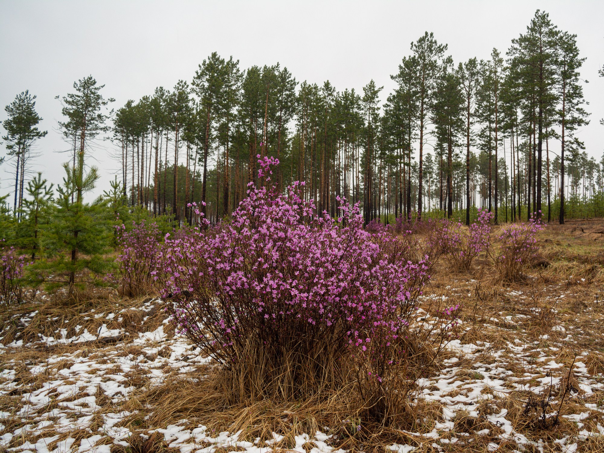 Разное. Репортажный фотограф г. Чита