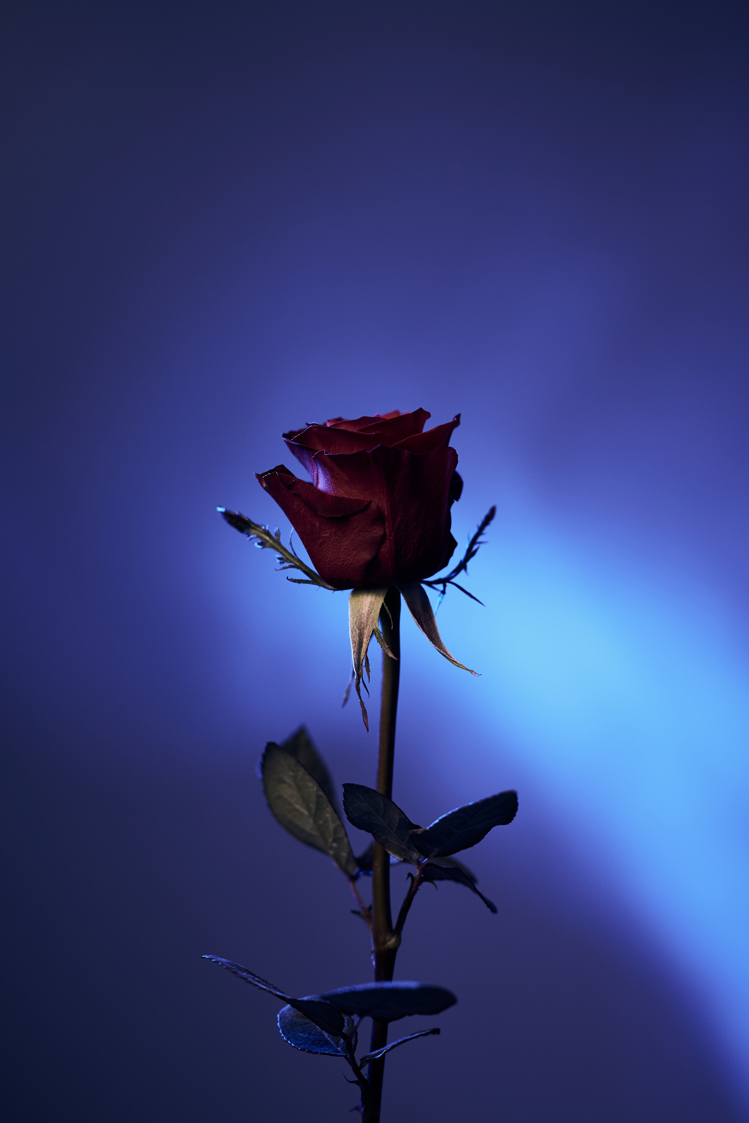 Лейла. Фотограф Анастасия Клинова. Тверь