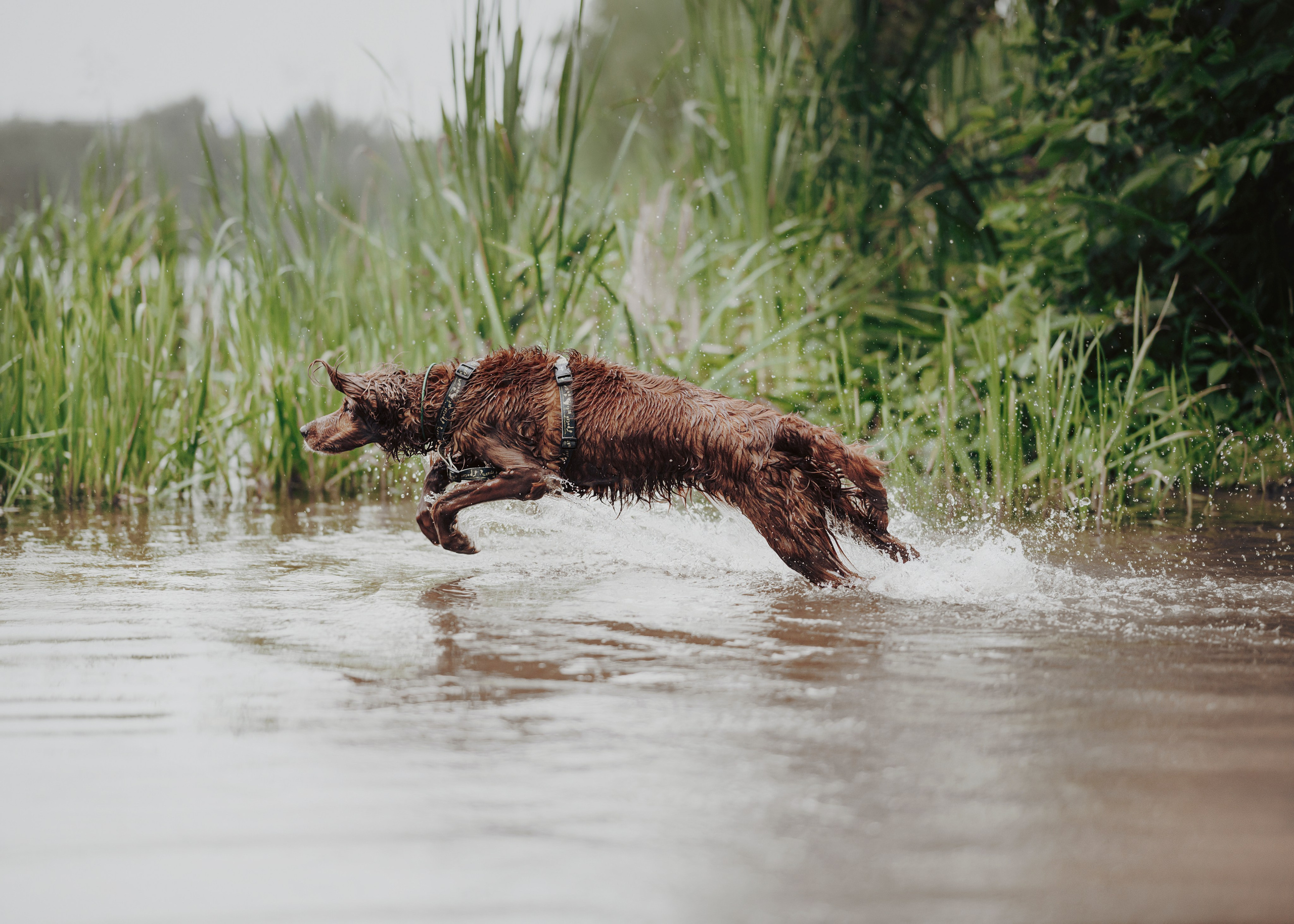 Рейн. Фотограф- анималист Александра Матвеева