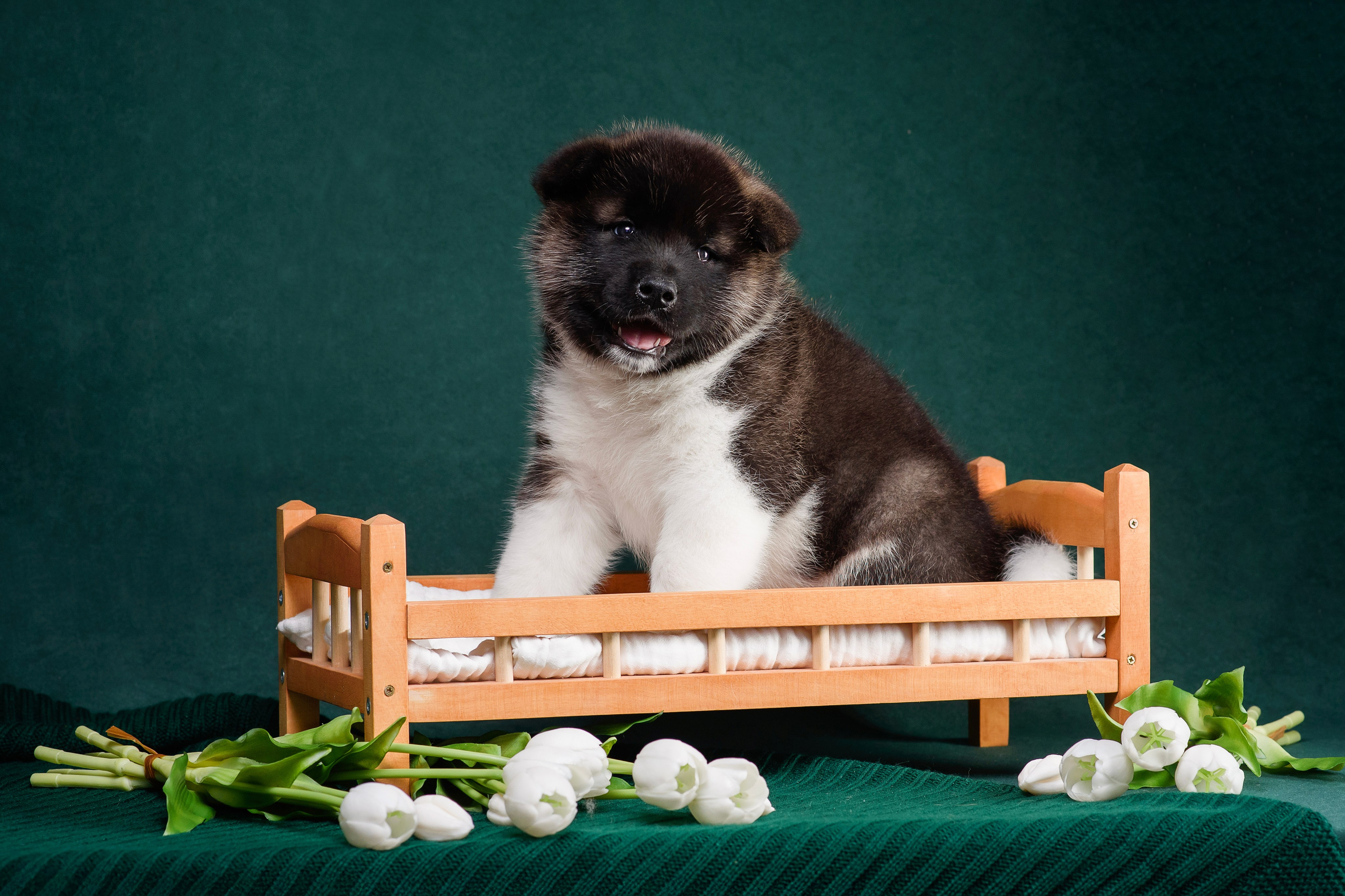 Щенки Американской Акиты. Фотограф — Анималист | Анна Абрамова