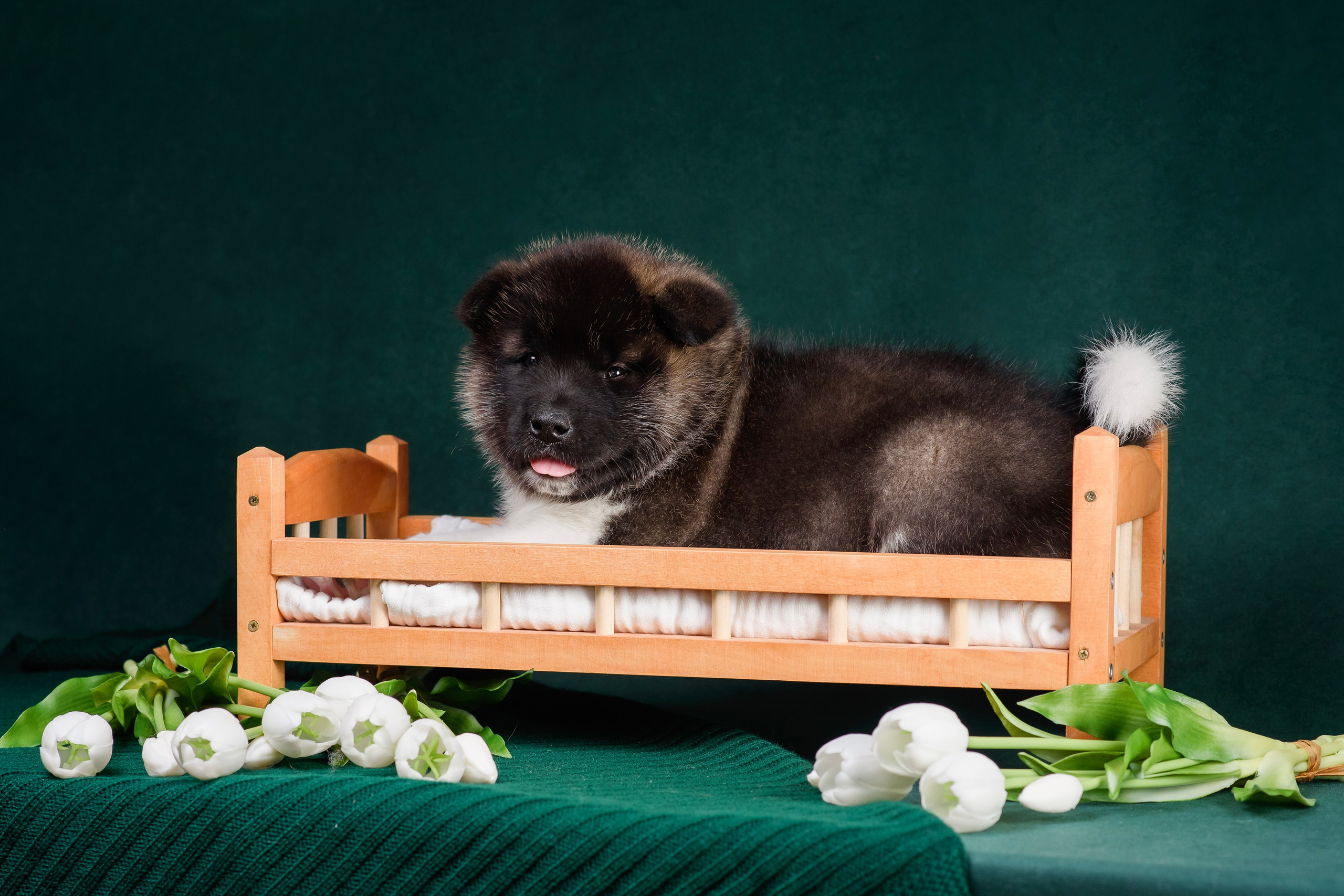 Щенки Американской Акиты. Фотограф — Анималист | Анна Абрамова