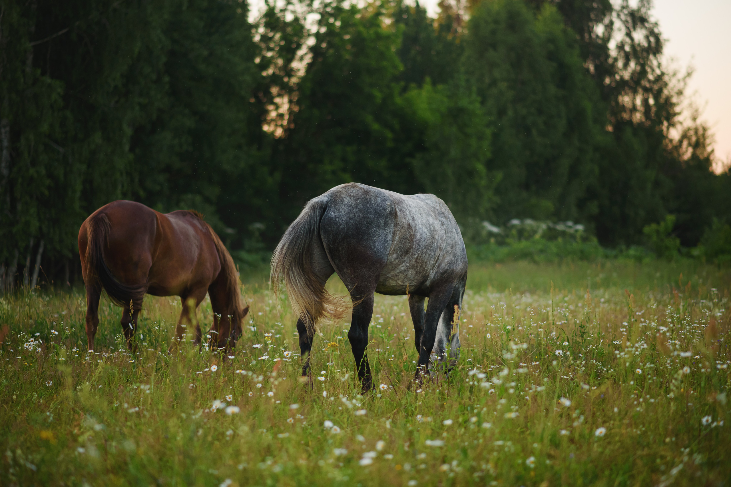 Дакар и Рамина — 29.06.2024. Фотограф — Анималист | Анна Абрамова