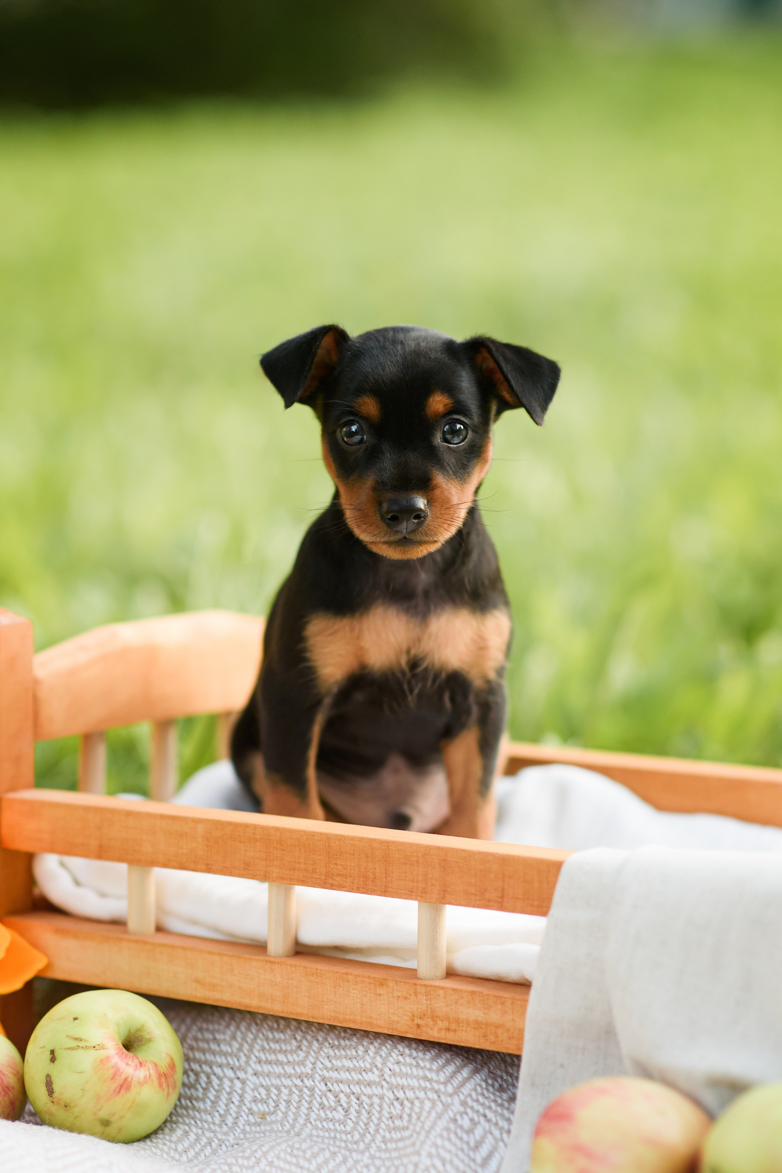 Щенки Пражских крысариков — 03.08.2024. Фотограф — Анималист | Анна Абрамова