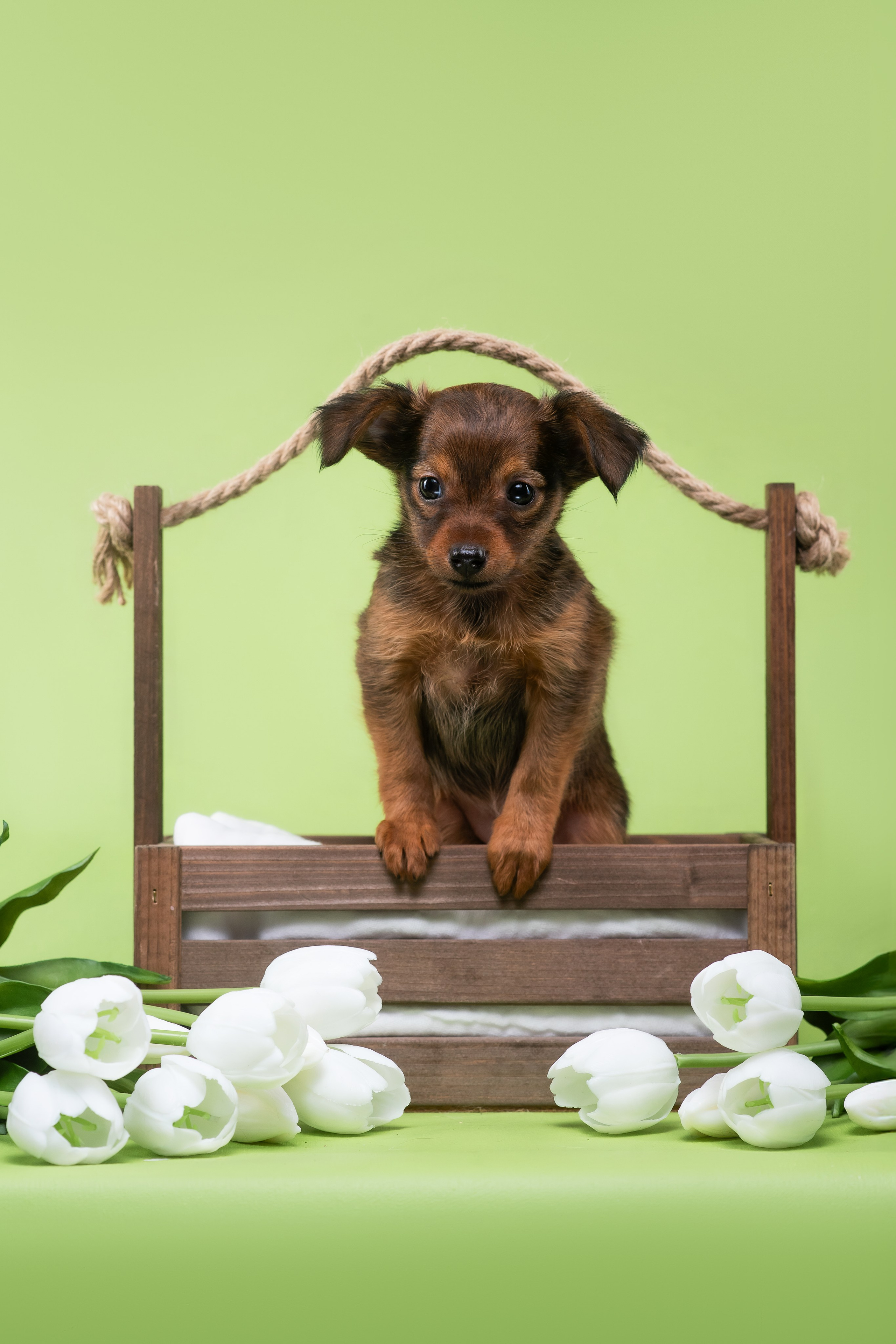 Пражские крысарики — 02.04.2025. Фотограф — Анималист | Анна Абрамова