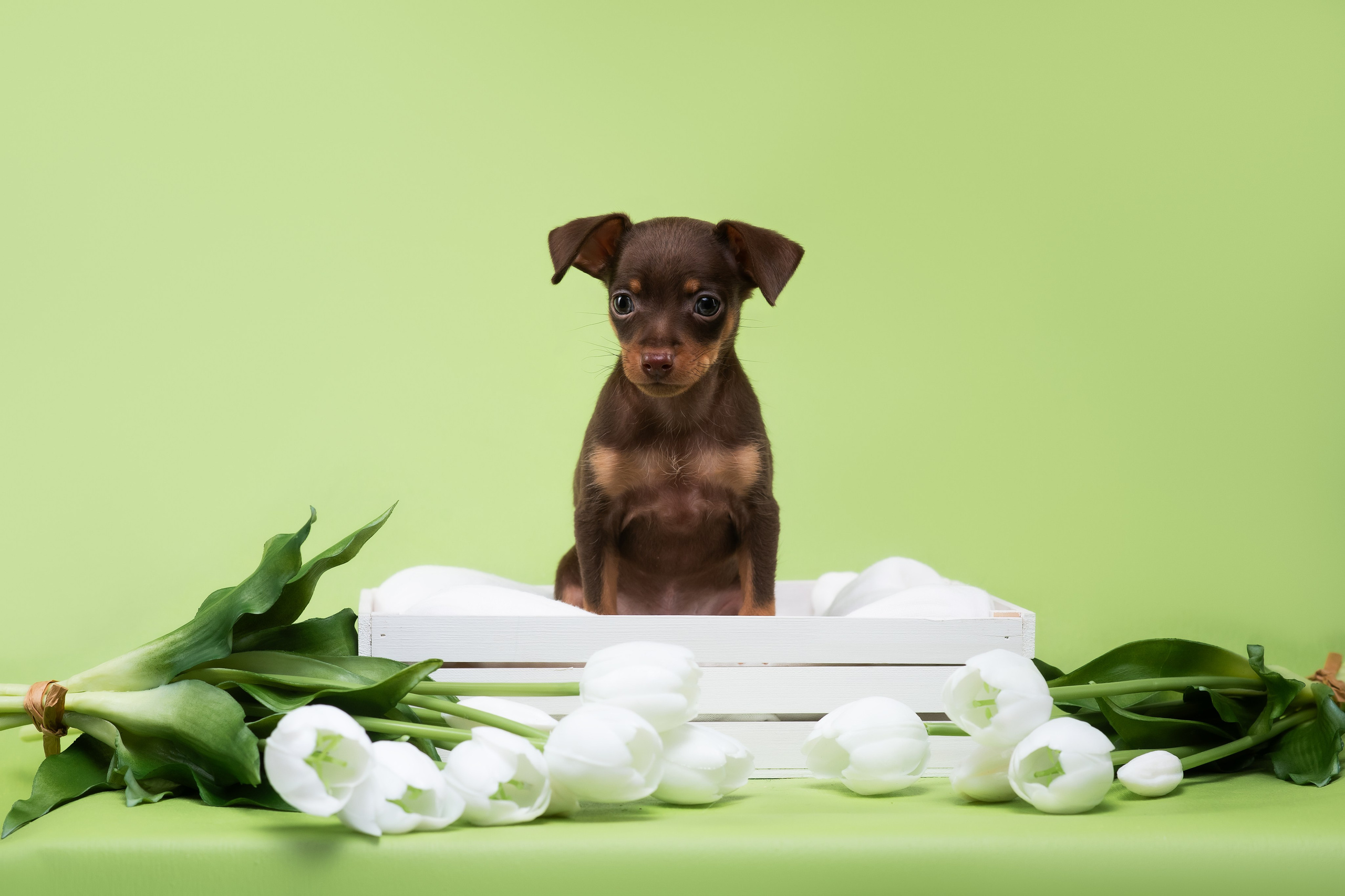 Пражские крысарики — 02.04.2025. Фотограф — Анималист | Анна Абрамова