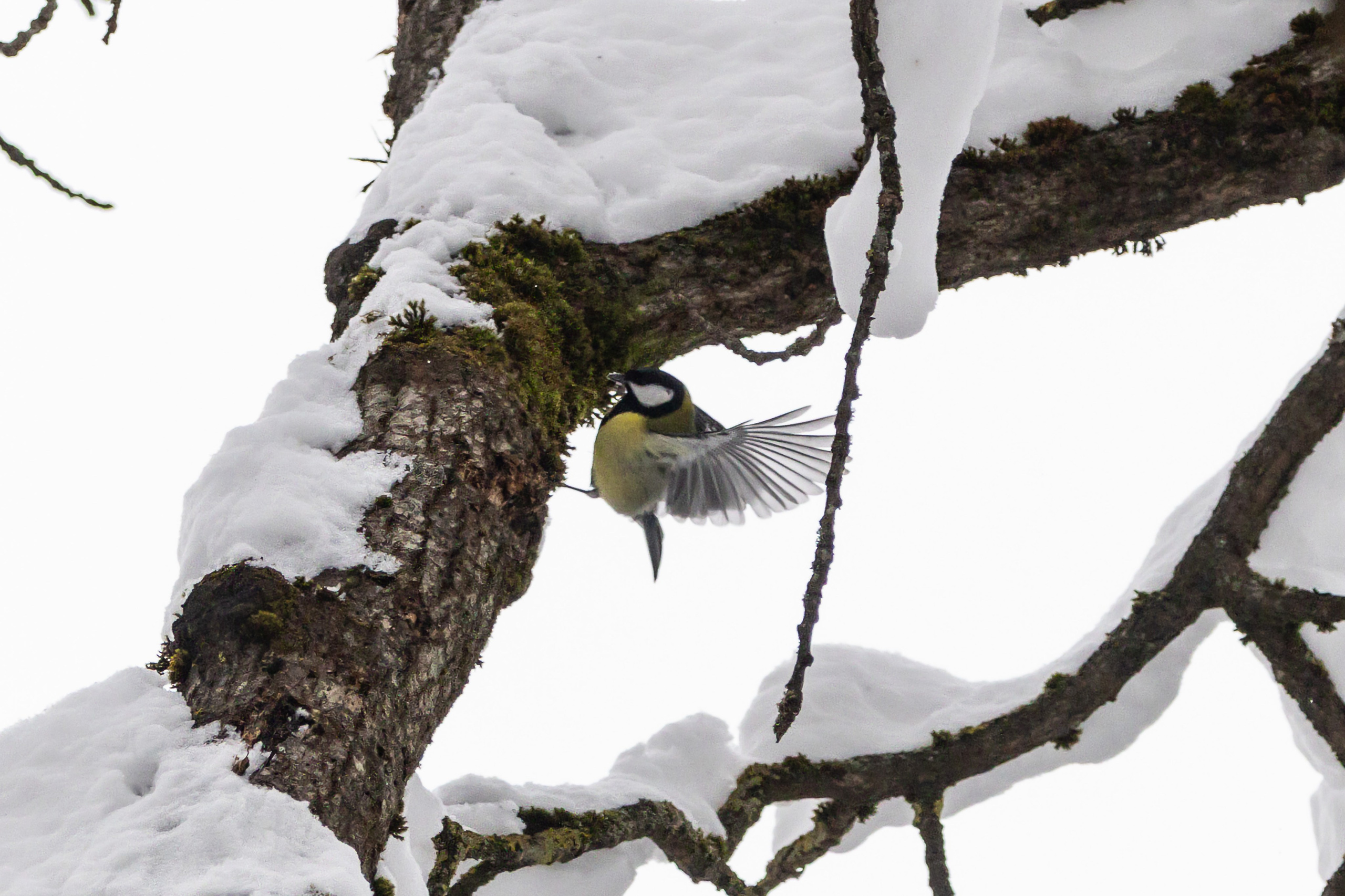 Природа. Фотограф Владимир Охрименко