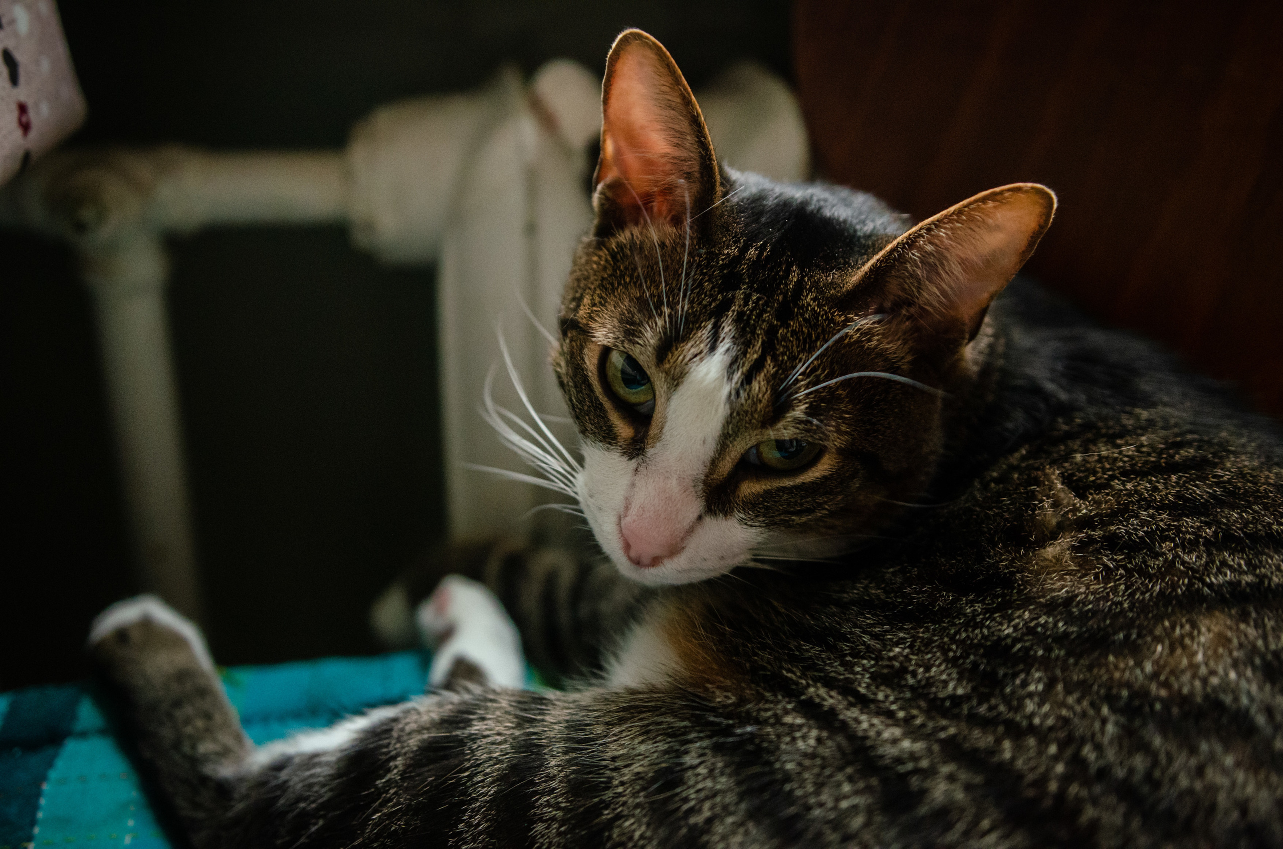 Катя и Серафим, Нанга и Атаман. Annaalyoshicheva.ru детский и семейный лайфстайл Lifestyle фотограф