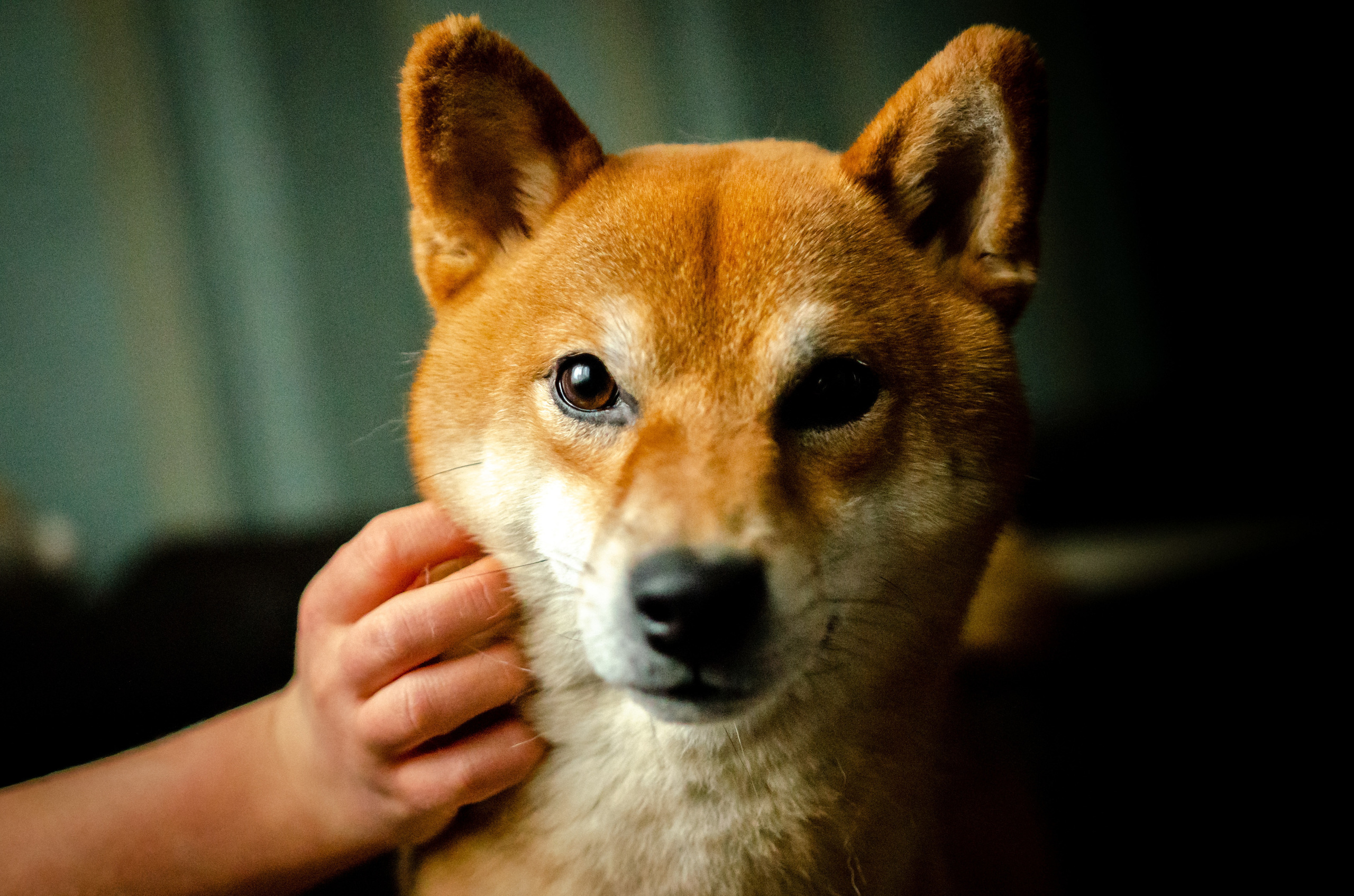 Вероника, мама Ирина, Сиба-ину Тери, Мэйн-кун Лео. Annaalyoshicheva.ru детский и семейный лайфстайл Lifestyle фотограф