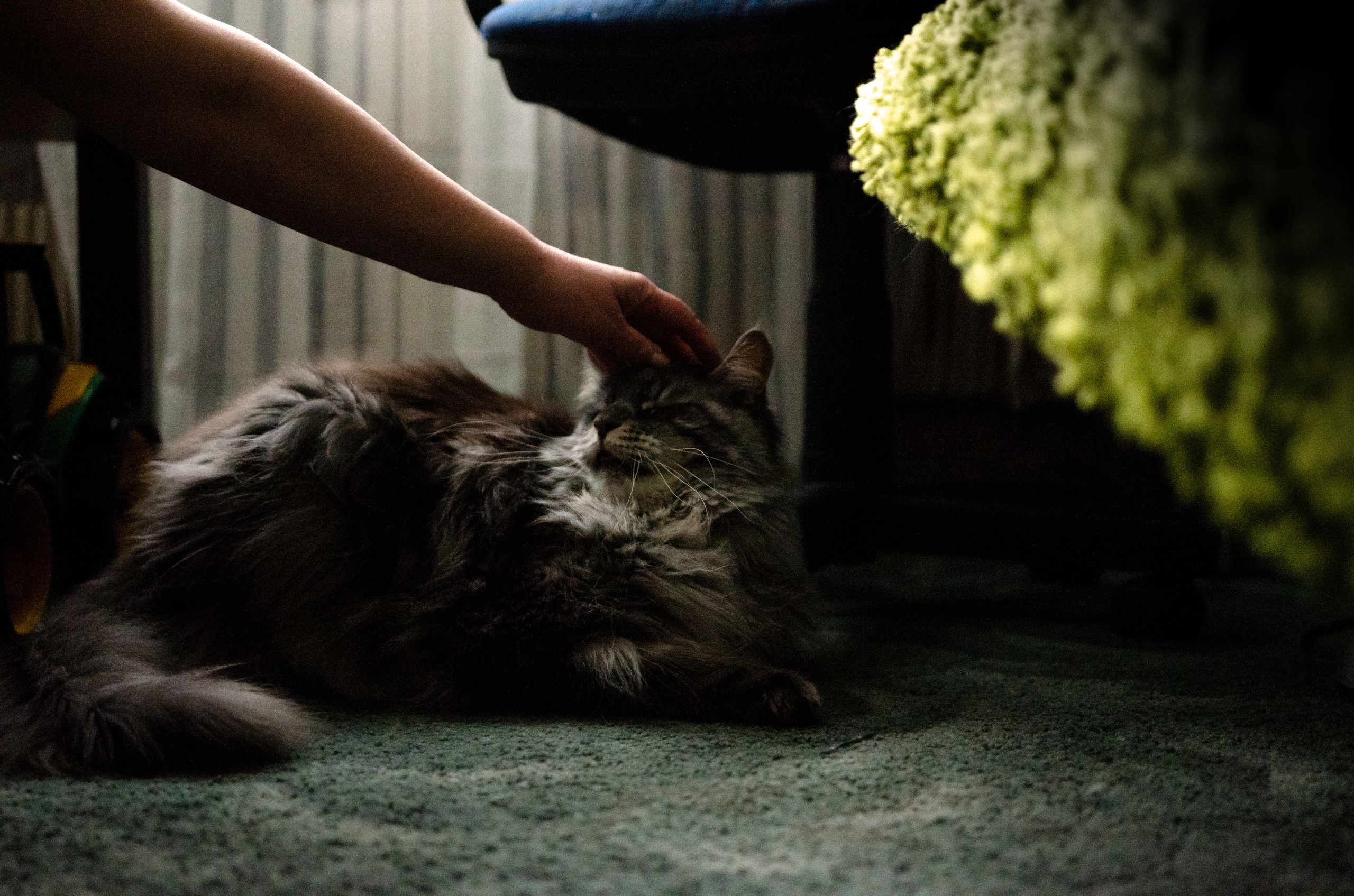 Вероника, мама Ирина, Сиба-ину Тери, Мэйн-кун Лео. Annaalyoshicheva.ru детский и семейный лайфстайл Lifestyle фотограф