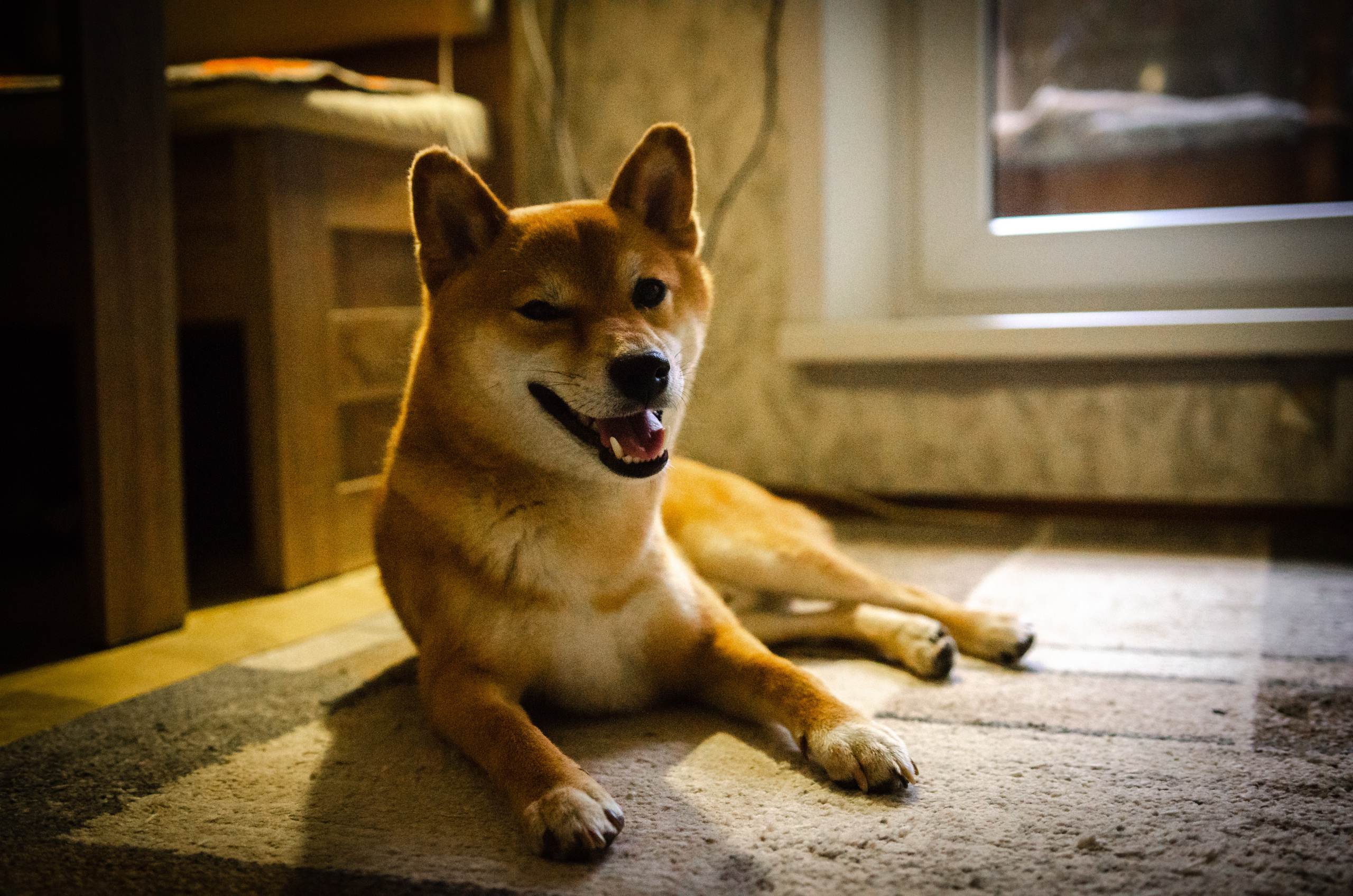 Вероника, мама Ирина, Сиба-ину Тери, Мэйн-кун Лео. Annaalyoshicheva.ru детский и семейный лайфстайл Lifestyle фотограф