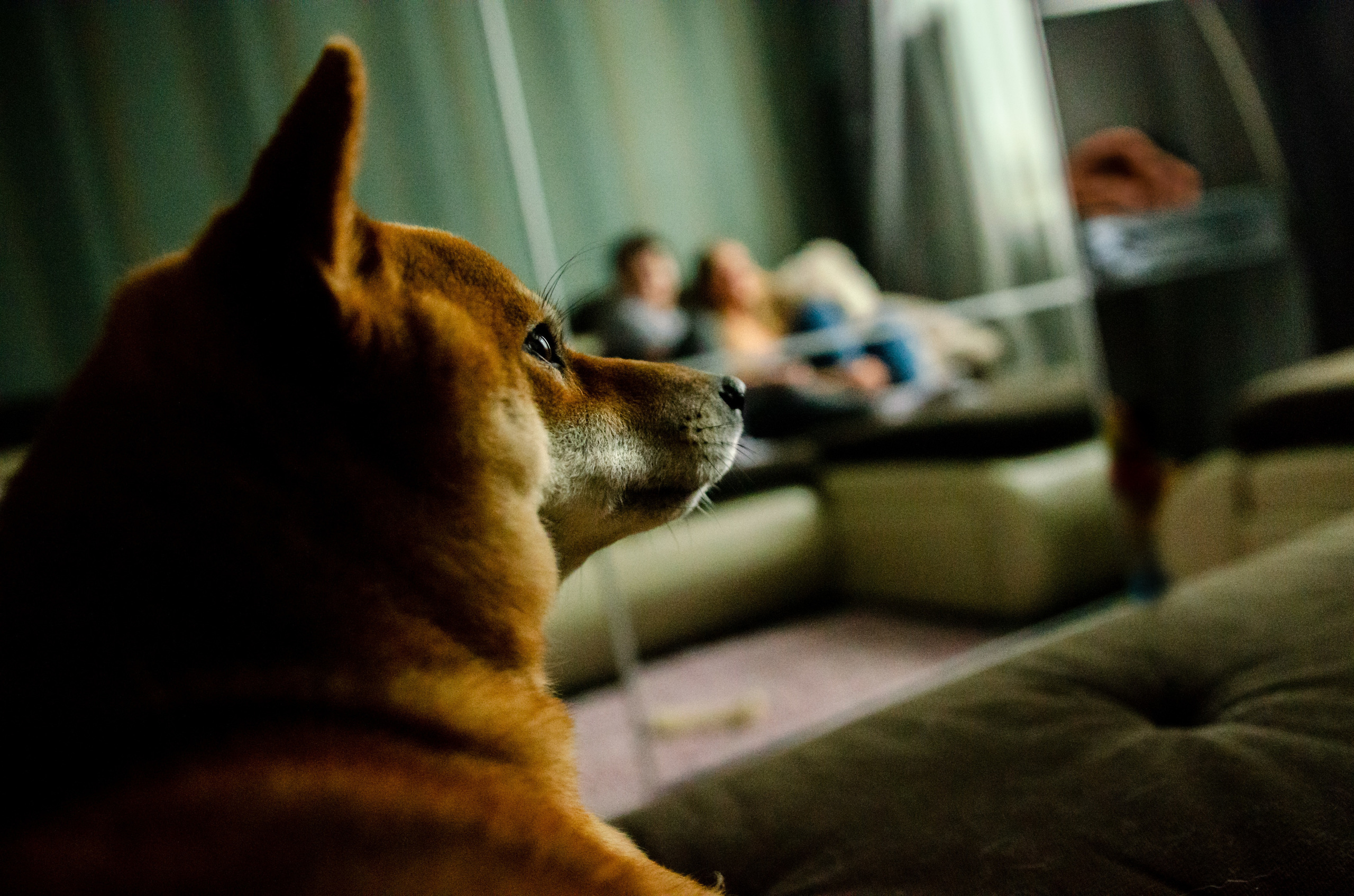 Вероника, мама Ирина, Сиба-ину Тери, Мэйн-кун Лео. Annaalyoshicheva.ru детский и семейный лайфстайл Lifestyle фотограф