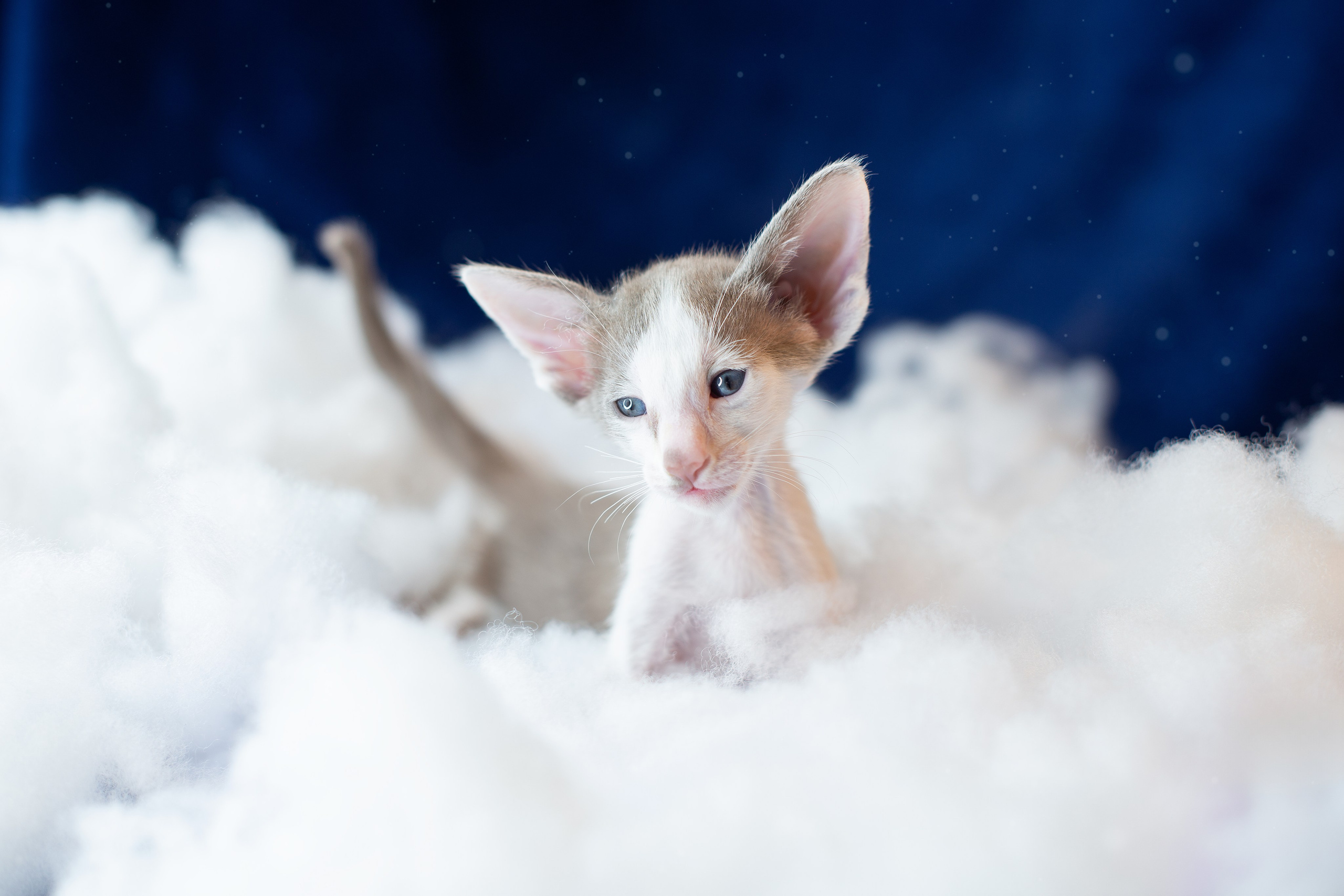 Заводчик Юлия Панова. Творческий фотограф Вологда