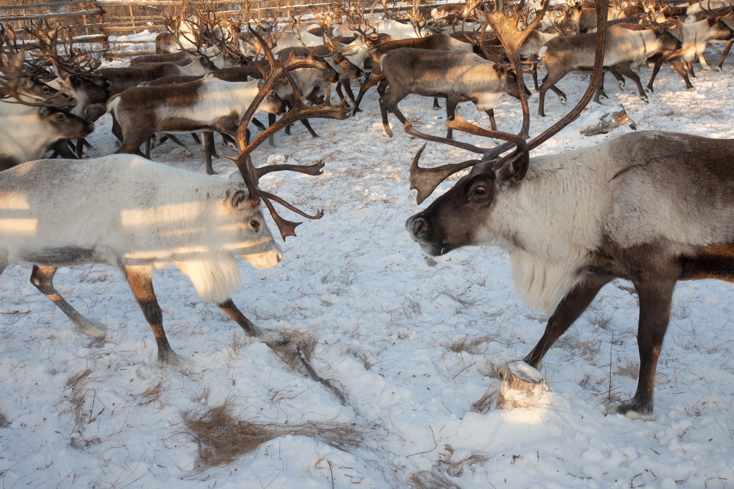 Не забудь накормить озеро. Natalya Madilyan