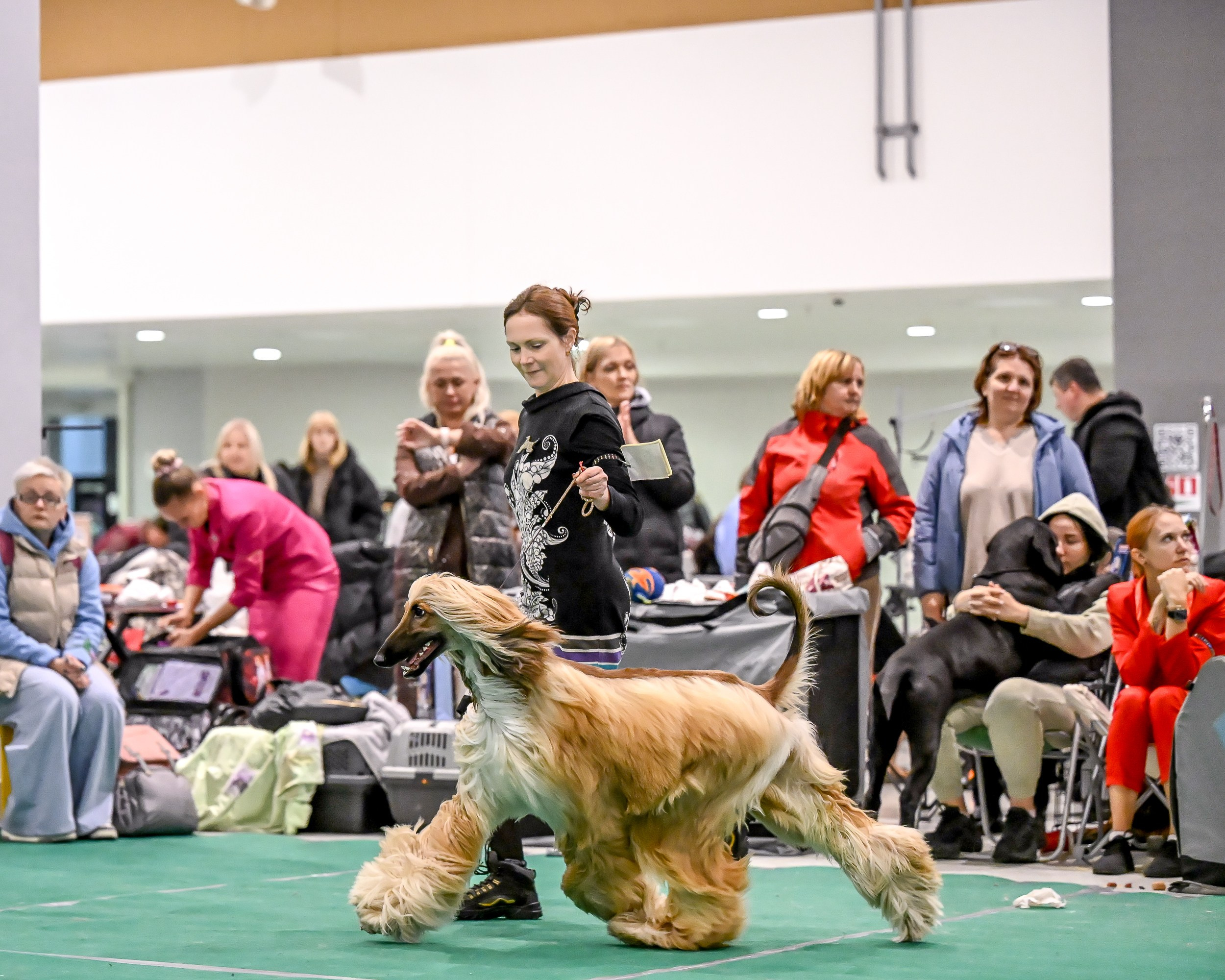 19.10 МКС и Элита. Галерея фотографий афганской борзой