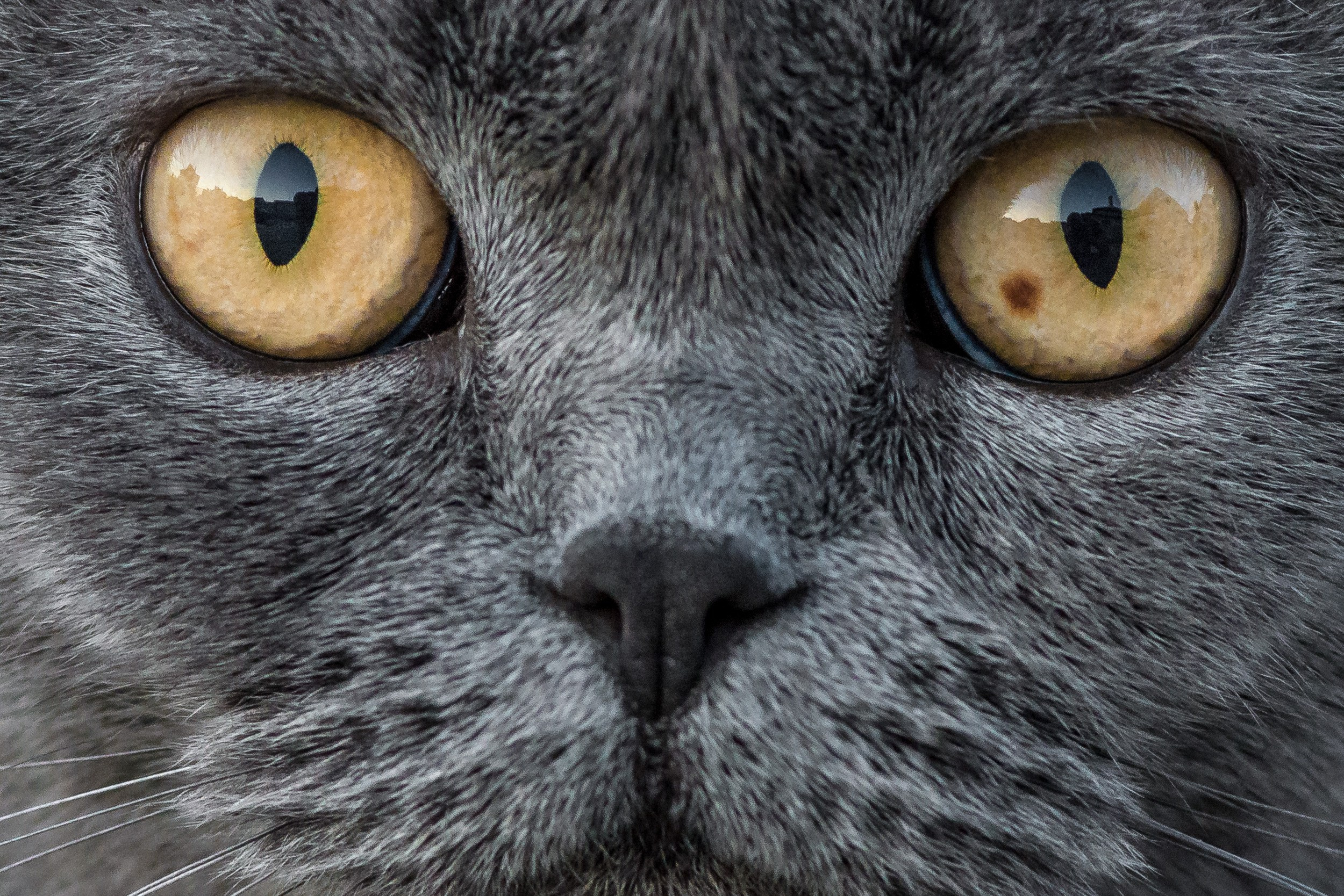 Фотосъемка животных