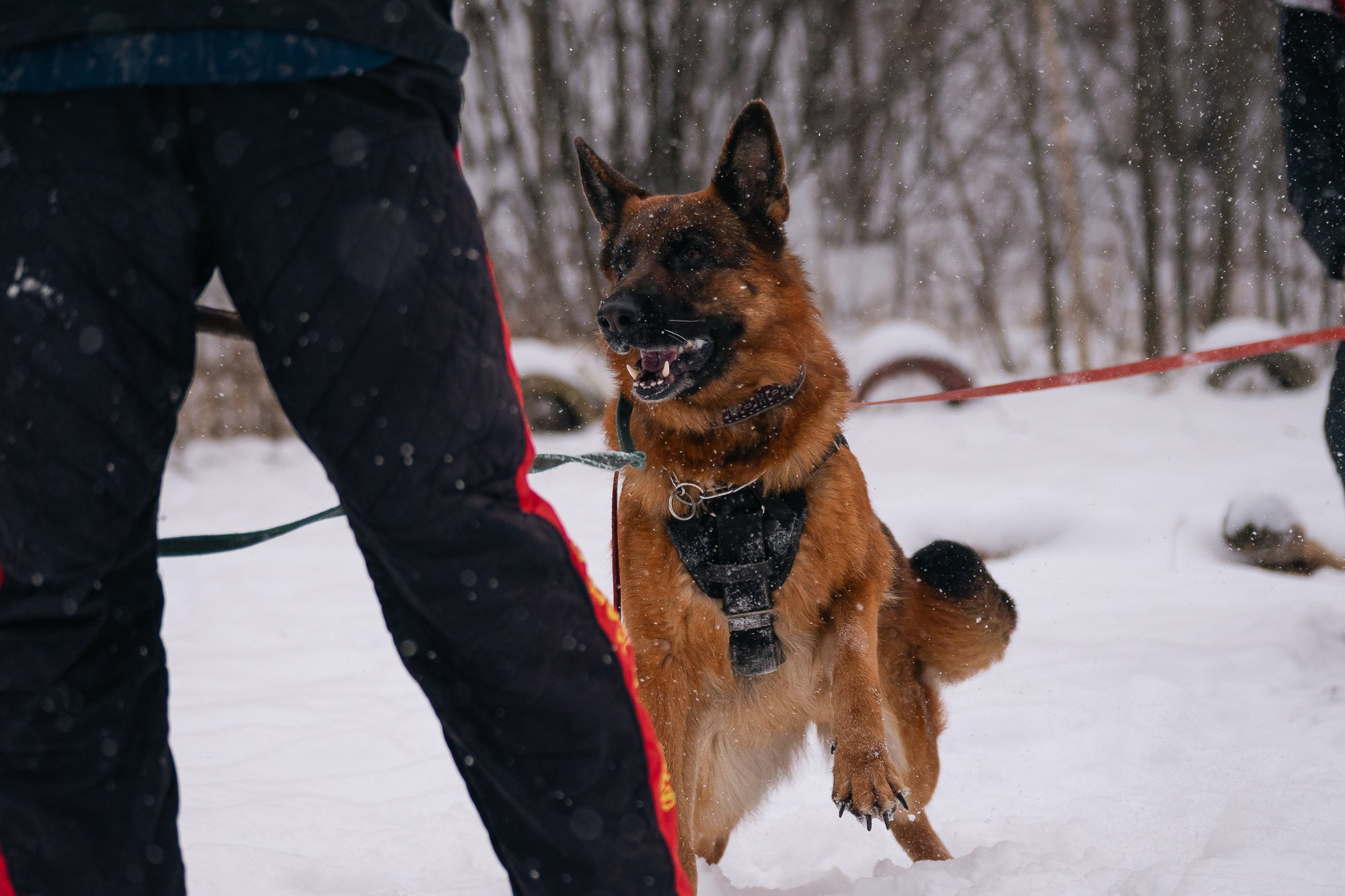 Репортажная съемка. Фотограф-анималист Нижний Новгород