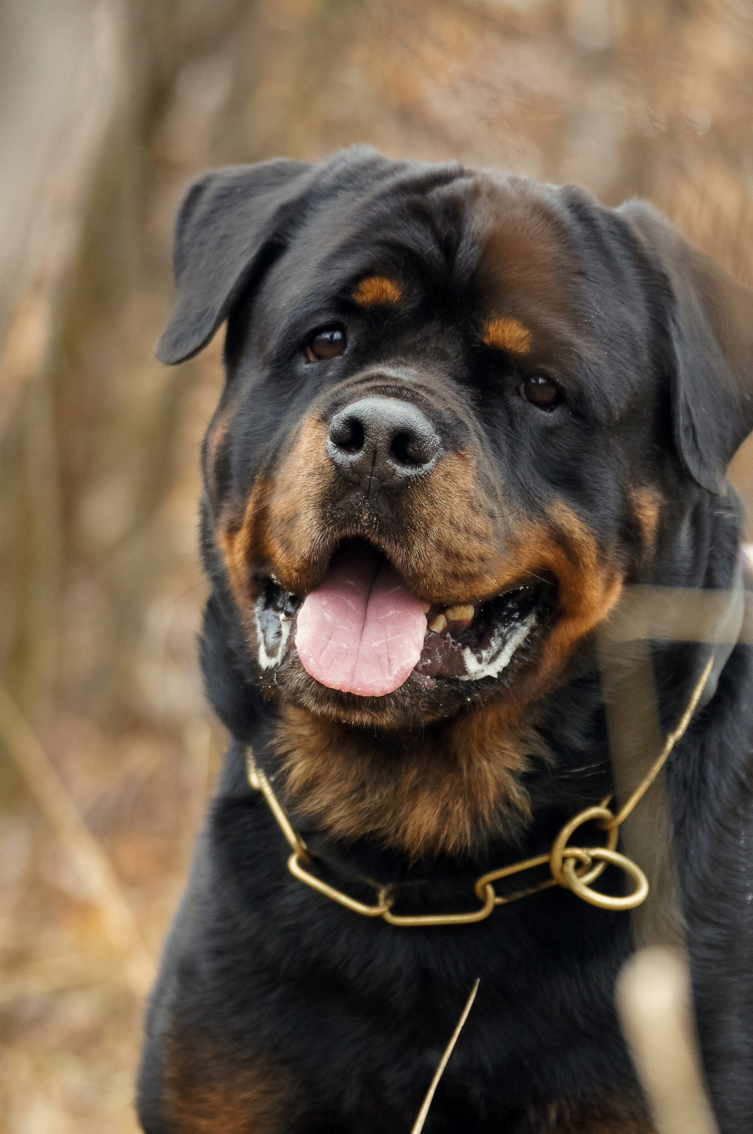 Собаки. Фотограф-анималист Нижний Новгород