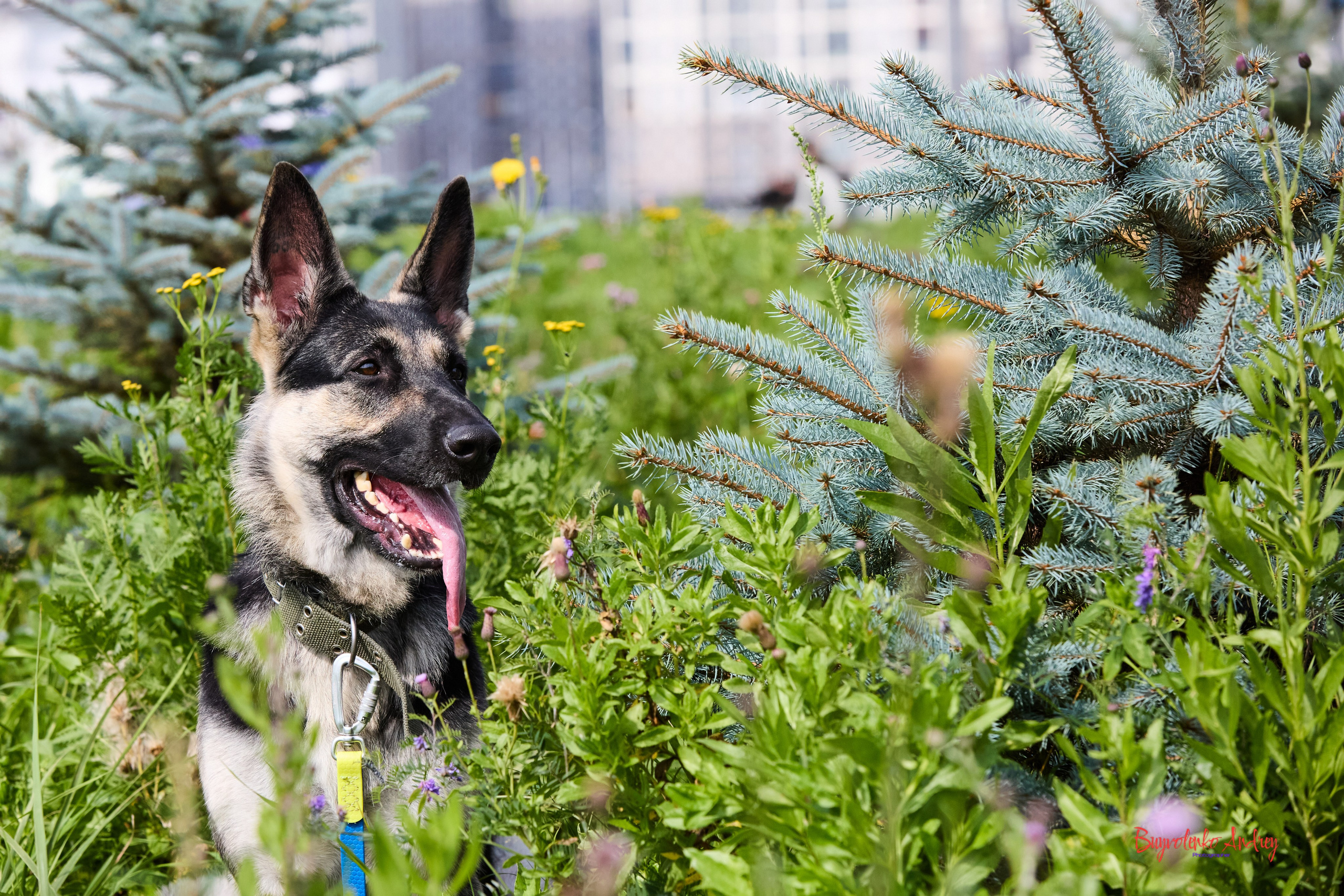 Проект фотопрогулка с хвостиком. Buyvolenko Andrey